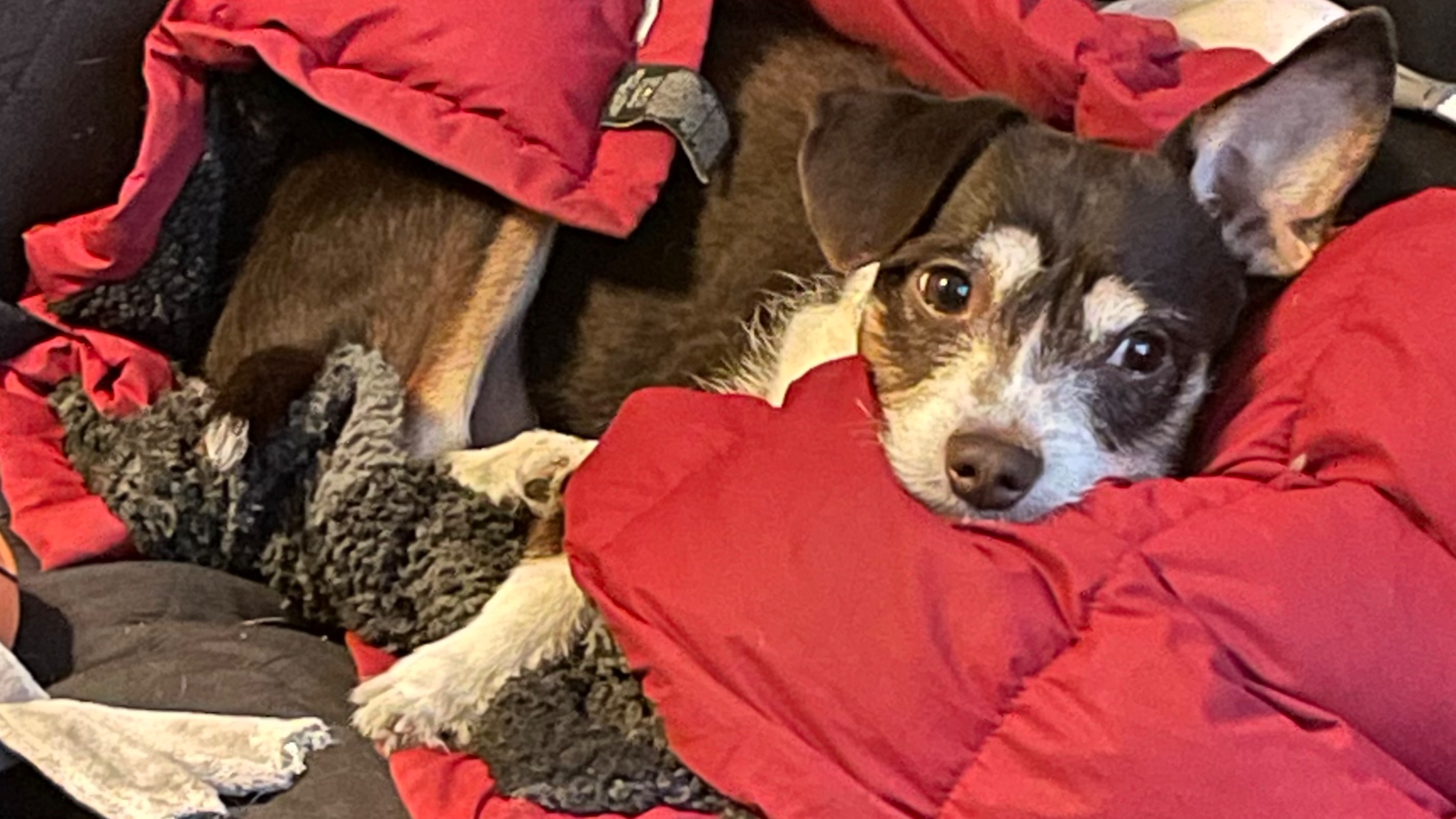 Critter Sitters Pet Care