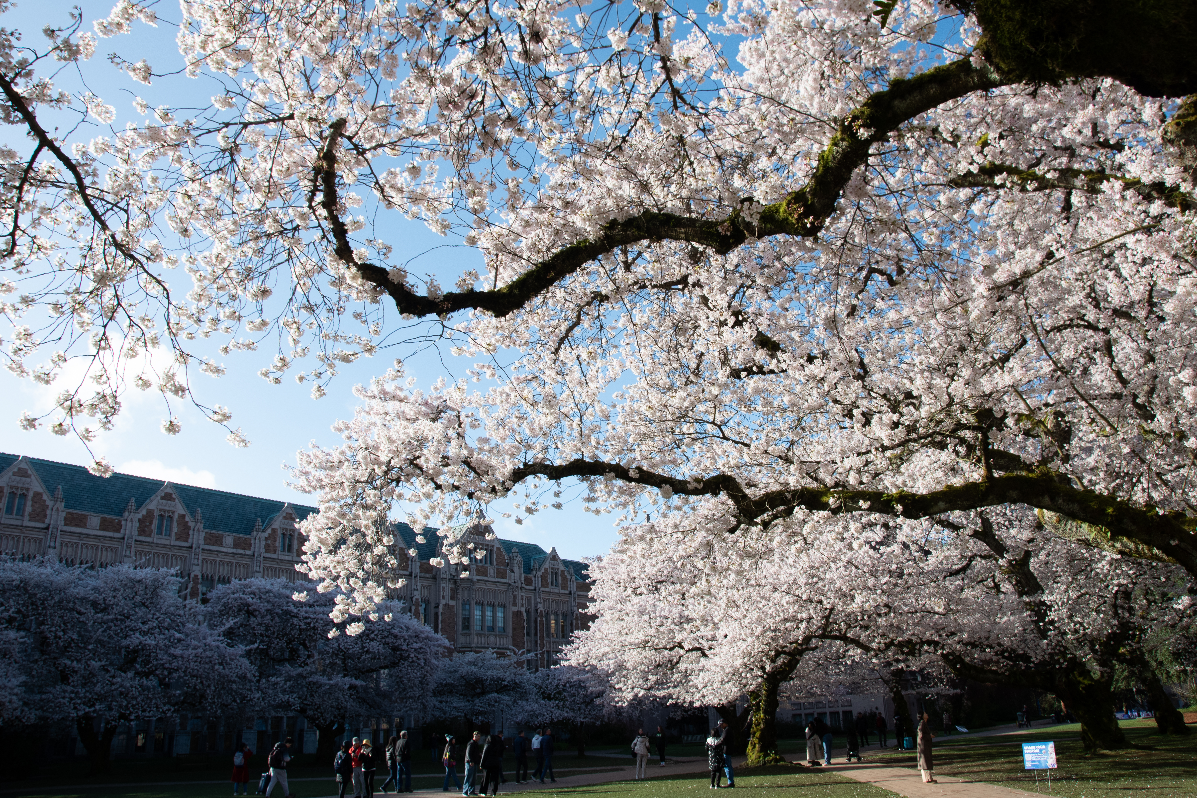 Best Seattle Cherry Blossom Locations - Bonus Food Locations Pinned cover photo collage