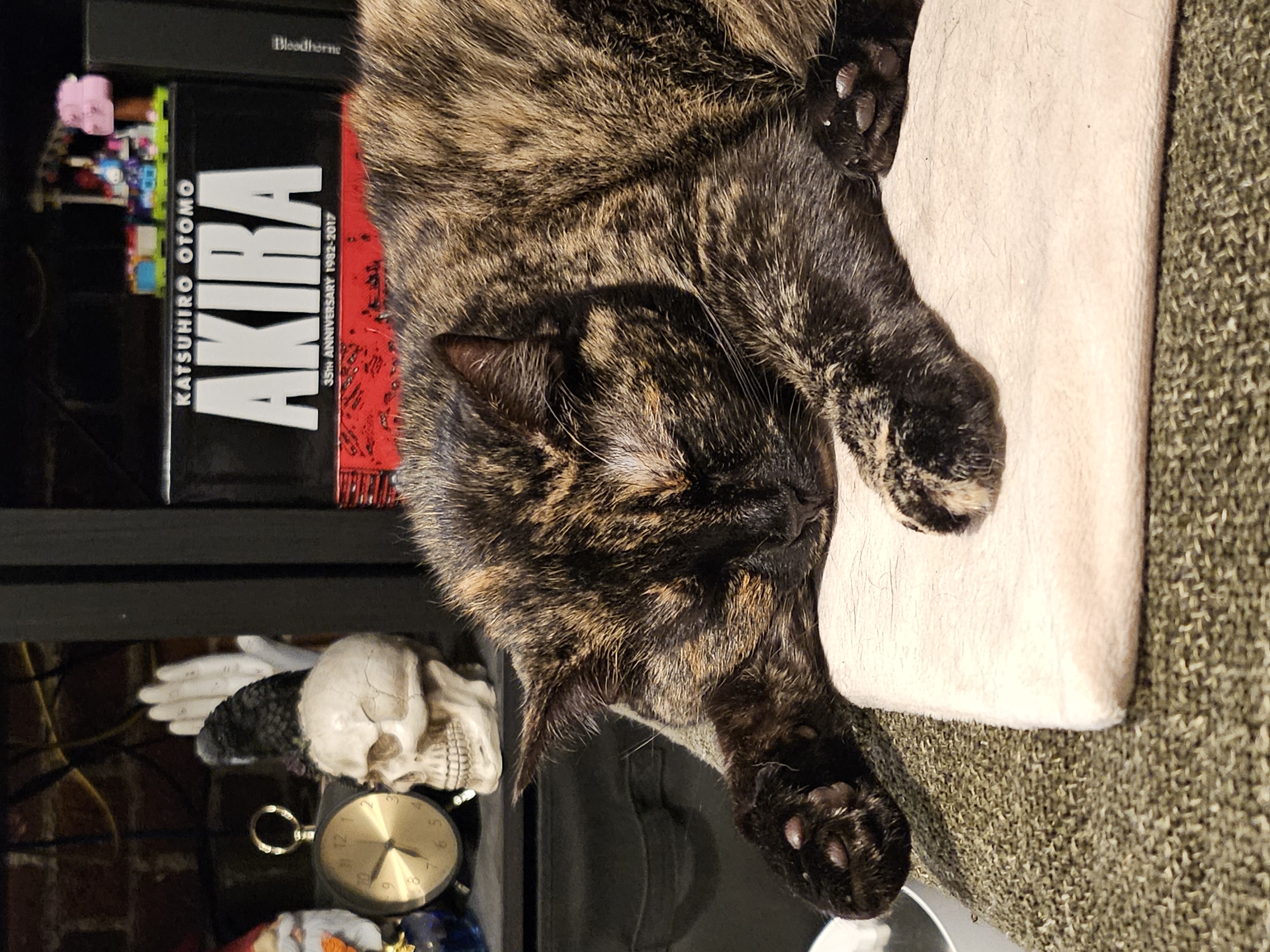 🐈‍⬛ for the pampered cat cover photo collage