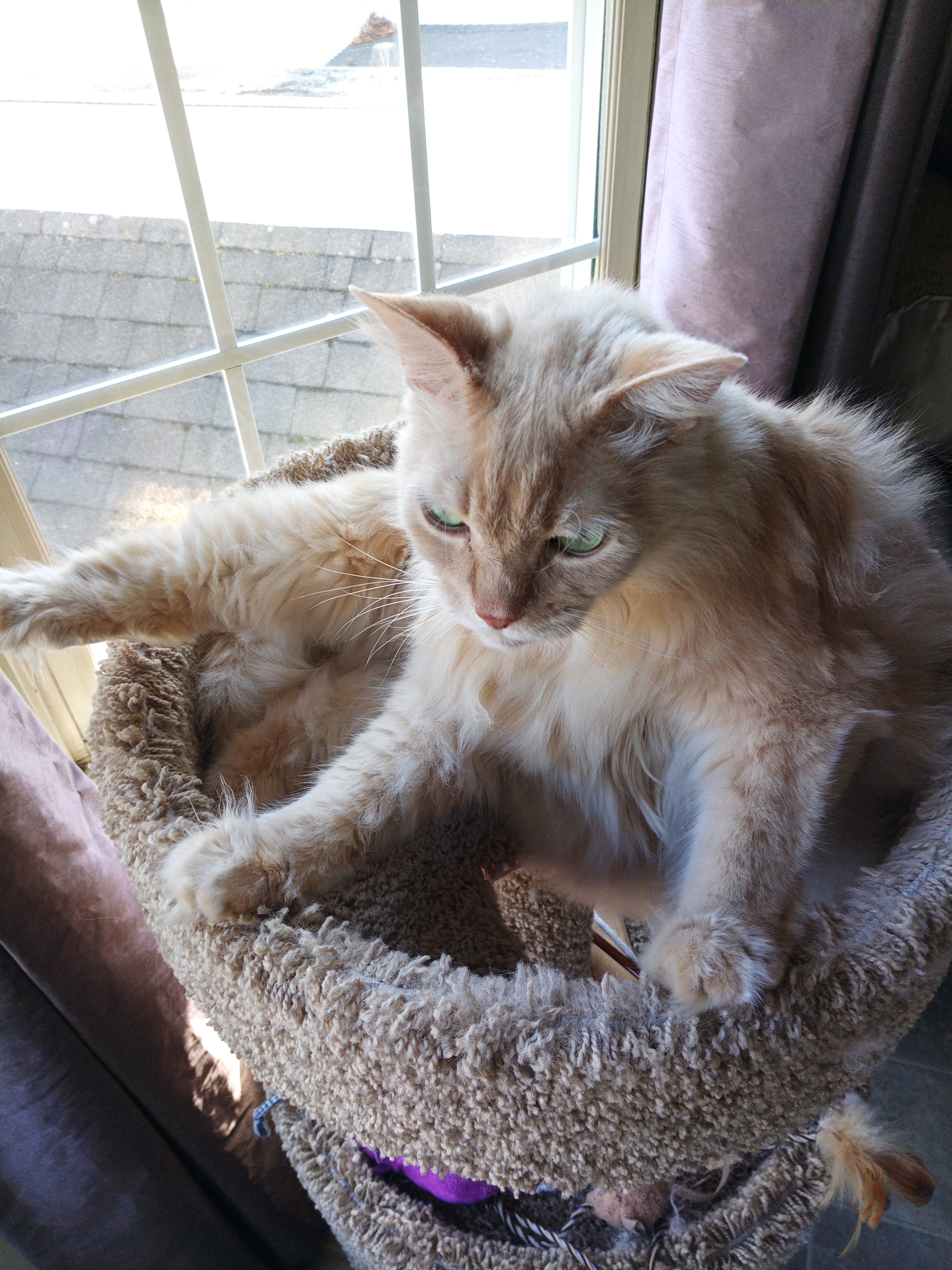 Meow 😻 favorites of my Leo Aslan Little-lion cover photo collage