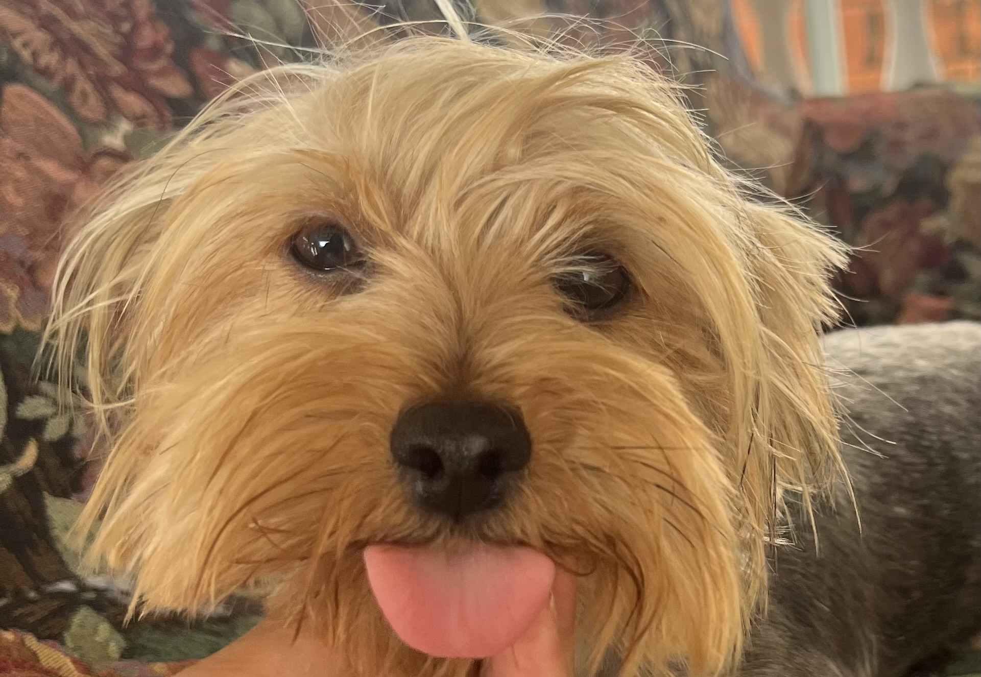 Mia the Yorkie pawfect must haves cover photo collage