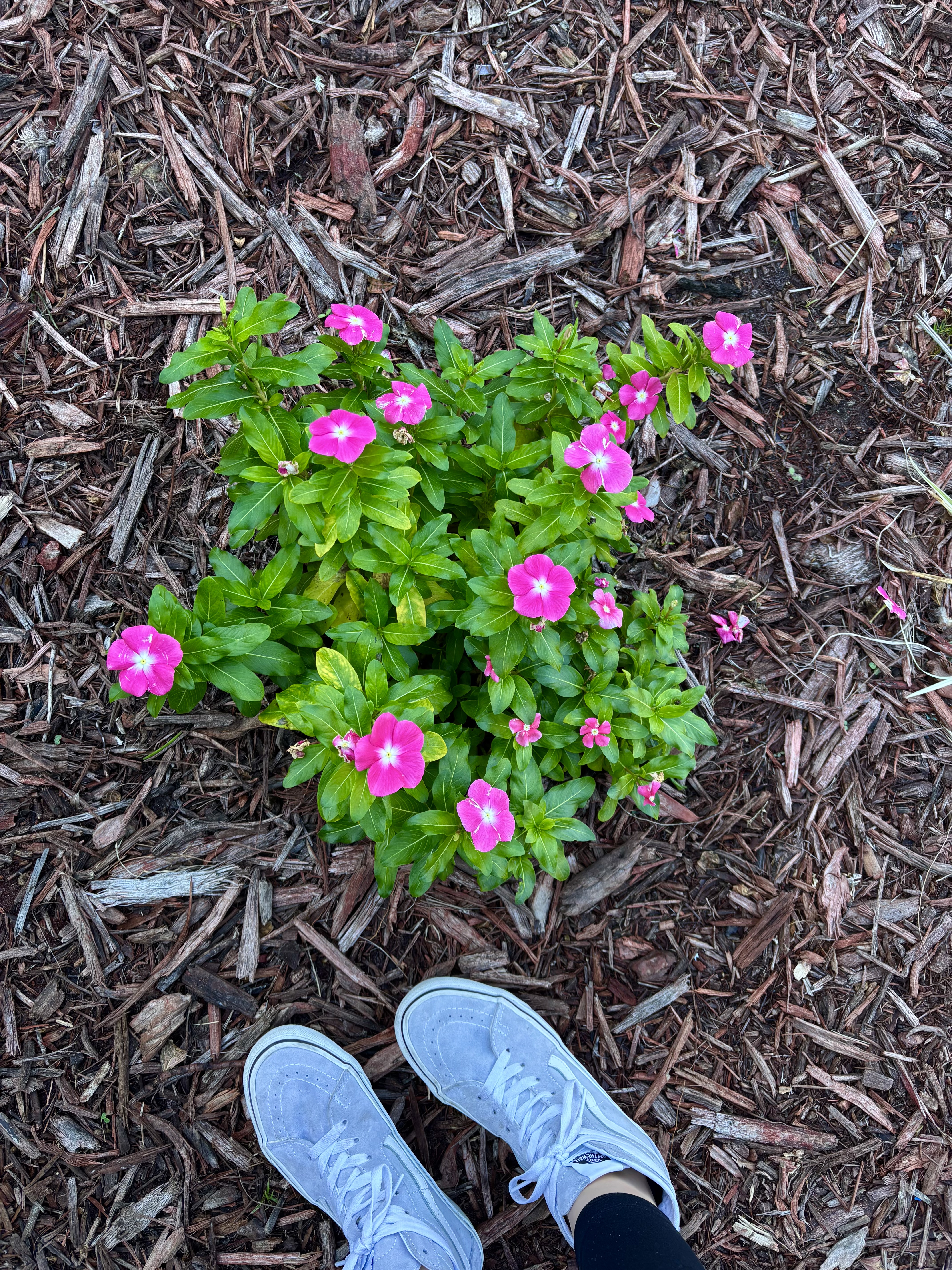 Shoe Addict cover photo collage