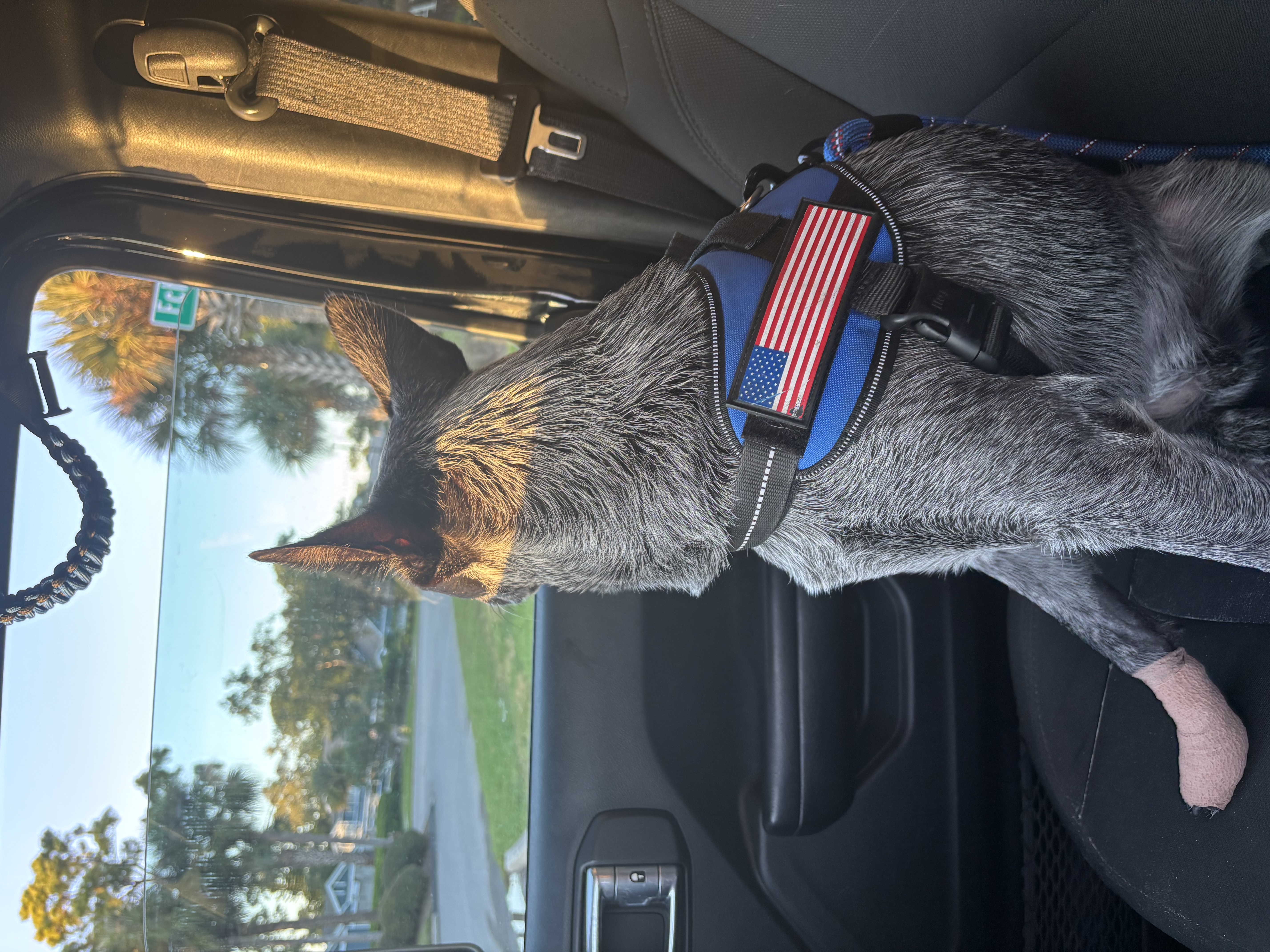 My All Time Favorite Dog Supplies cover photo collage