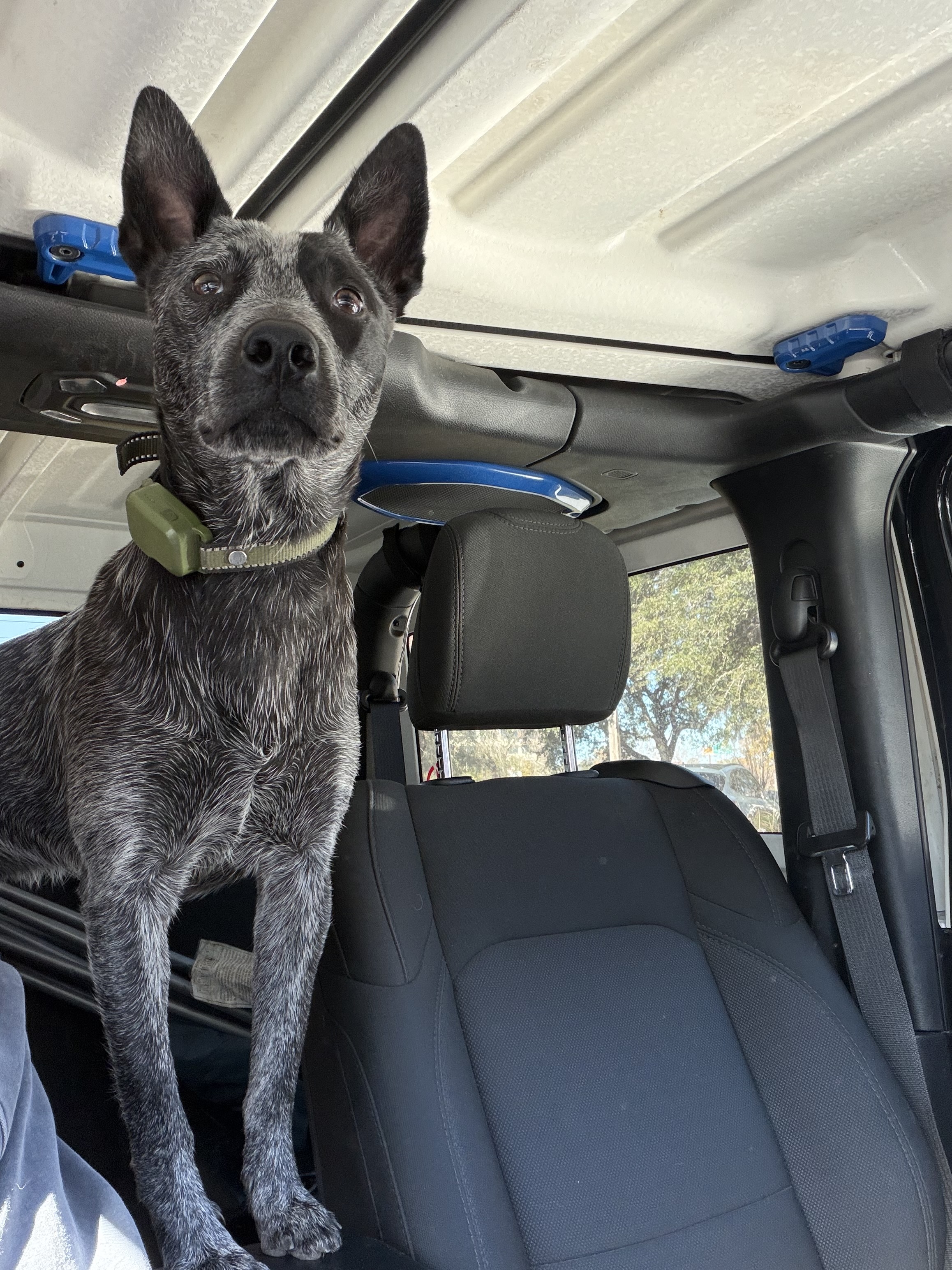 My All Time Favorite Dog Supplies cover photo collage