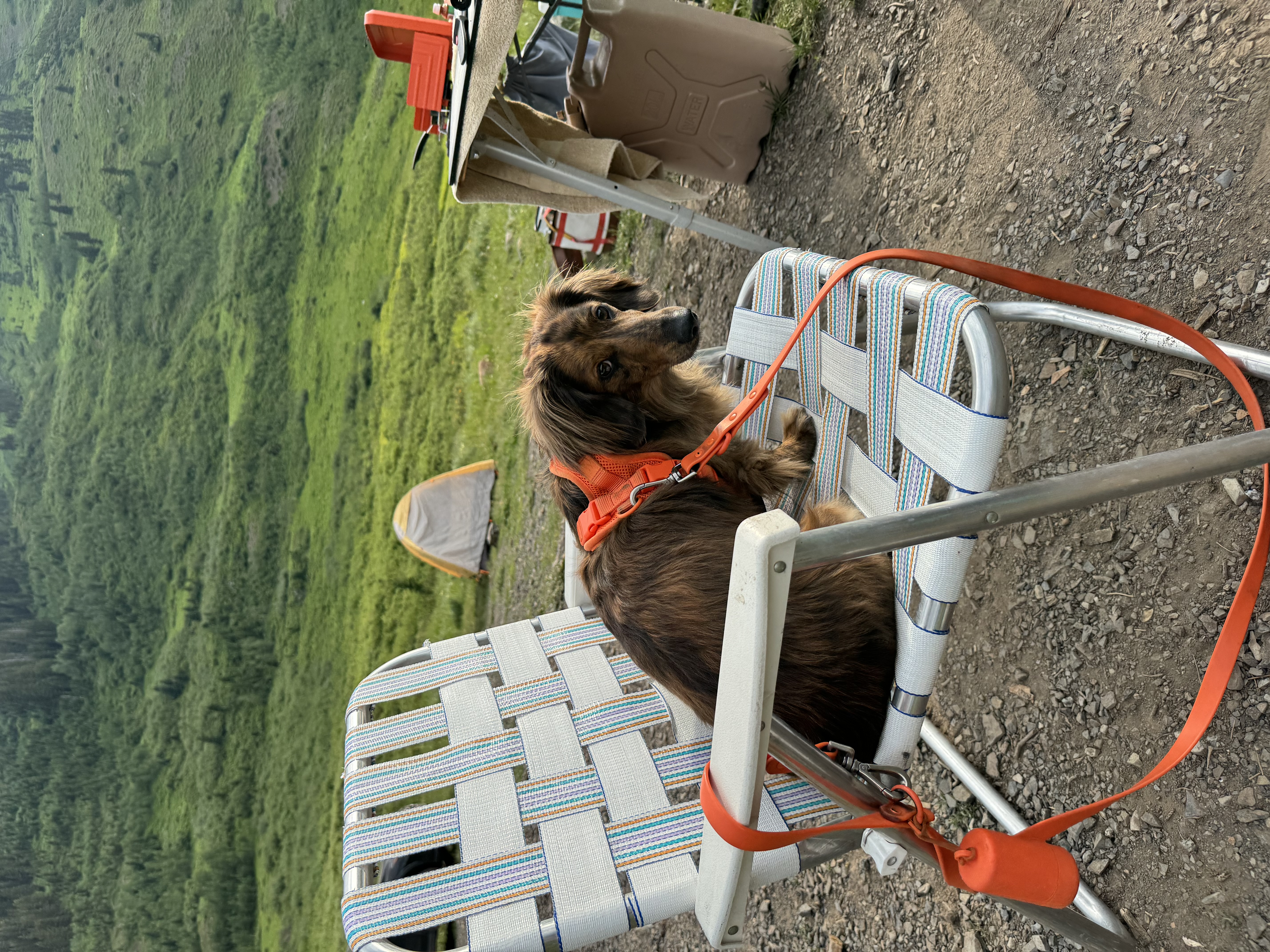 Fav dachshund essentials 🌭🐶 cover photo collage