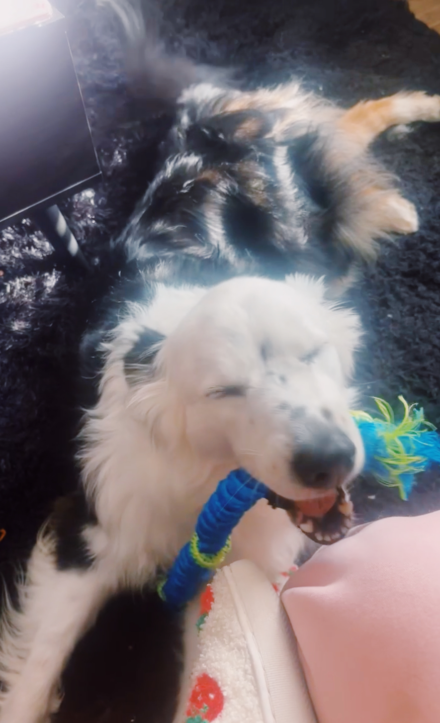 Domino’s Favorite Dog Toys for 2026 (Plush & Squeaky Picks) cover photo collage
