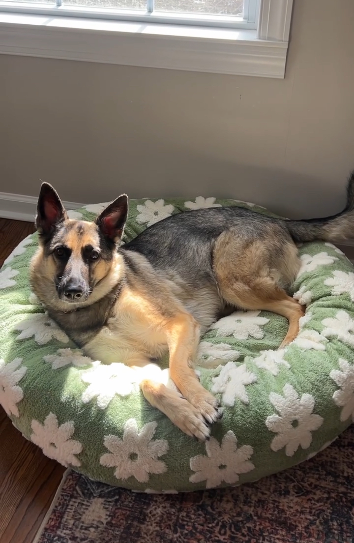 10 Dog Products I Couldn’t Live Without🐶 cover photo collage