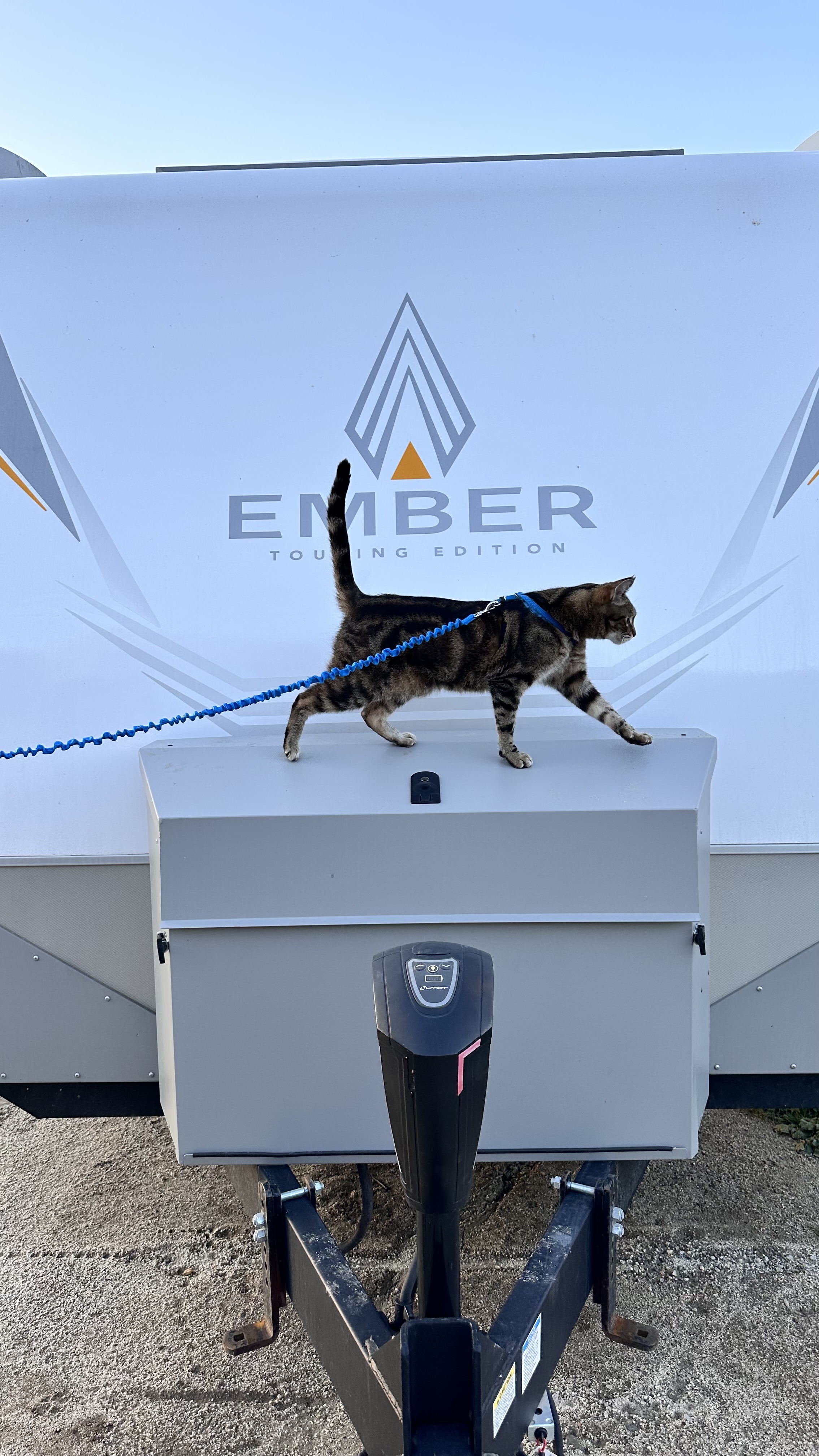 My Adventure Cat's Favorite Things cover photo collage