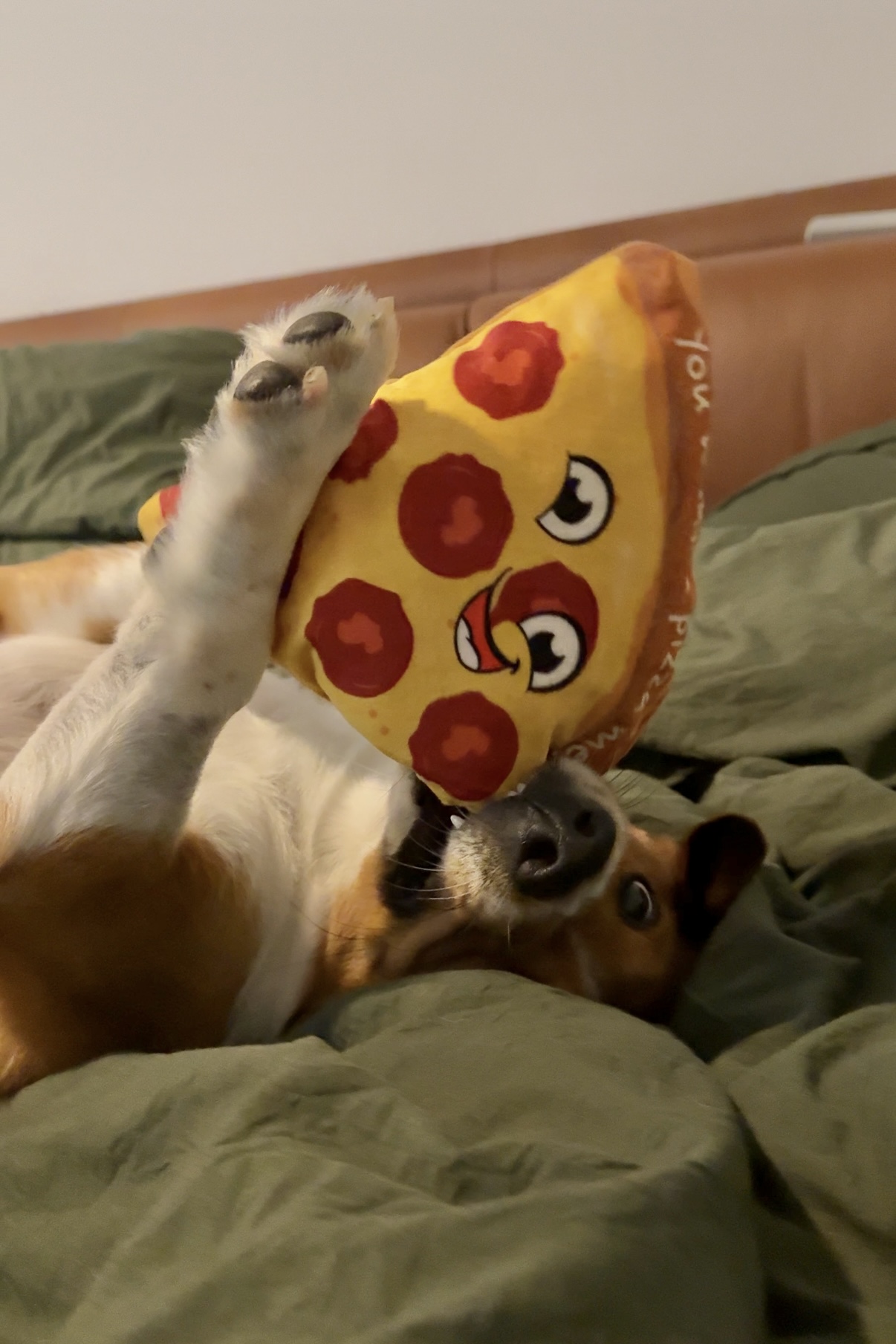A former street dog's favorite toys: Benny-tested, mommy-approved. cover photo collage