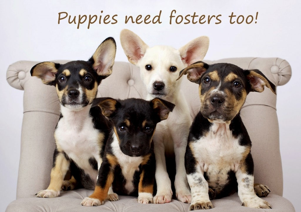Puppy Foster Essentials cover photo collage