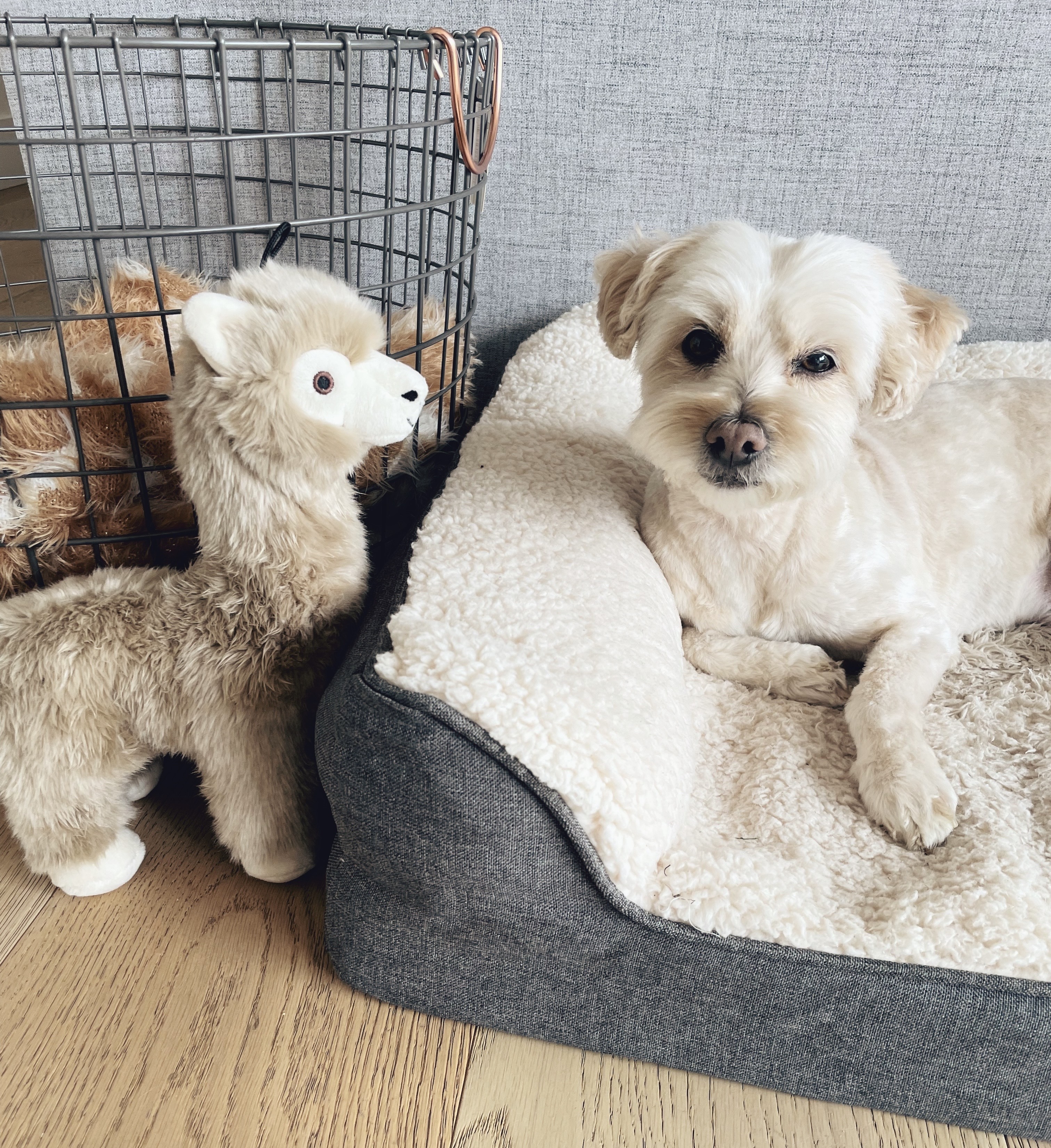 Pawsome Picks: Must-Have Doggie Gear cover photo collage