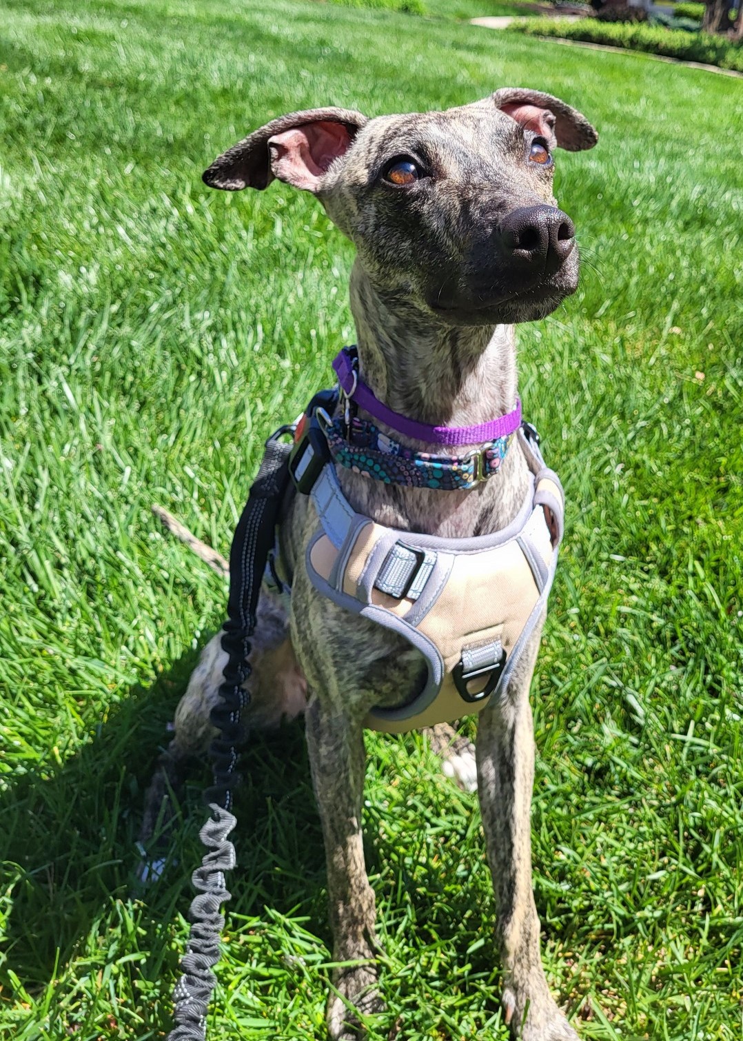 Whippet Wear (and other sighthounds too) cover photo collage