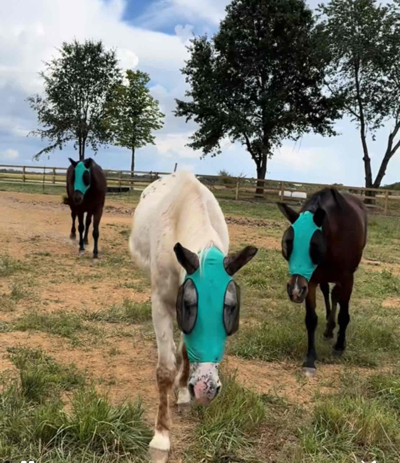Farm Life Unfiltered 🐴🐮🐓 | Horses, Cows & Donkeys cover photo collage