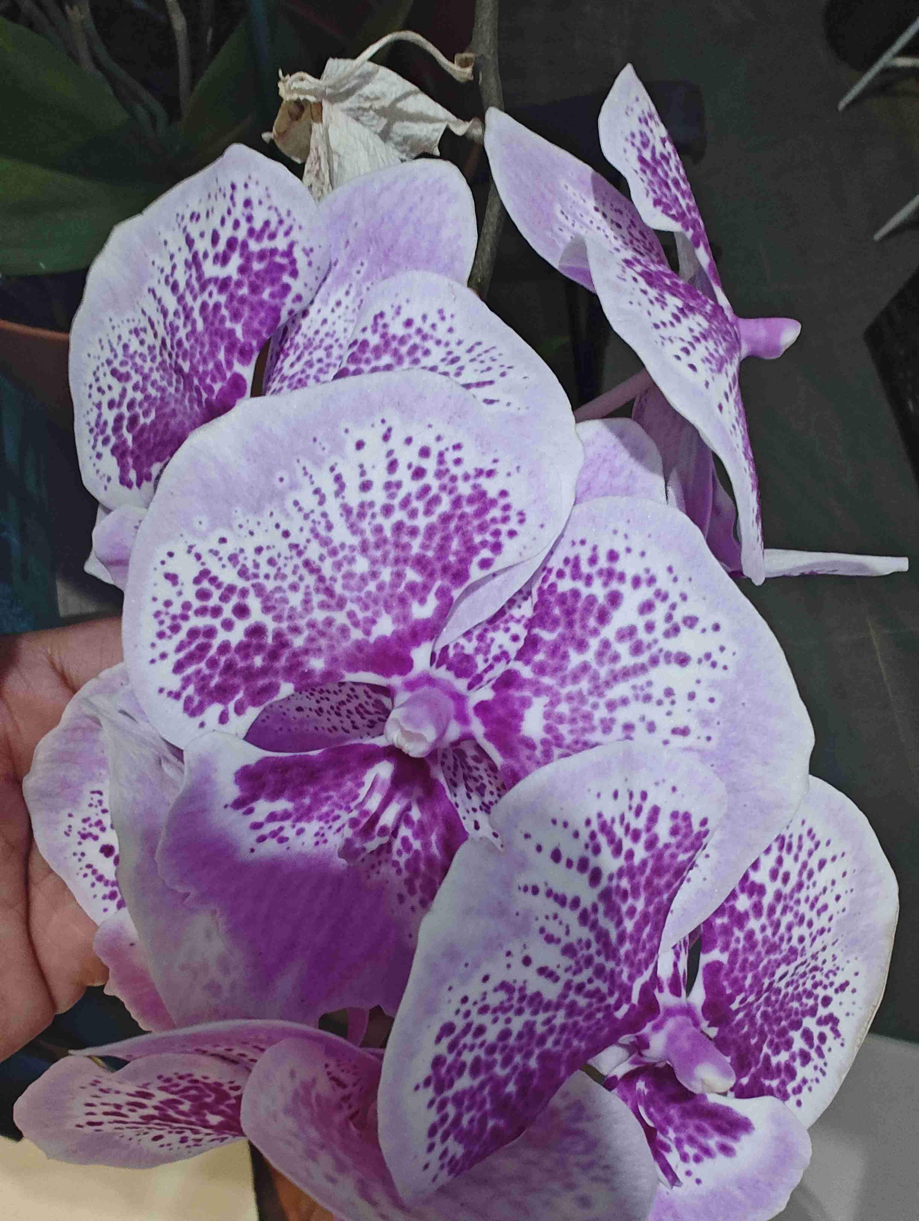 Welcome To My Garden💐 cover photo collage