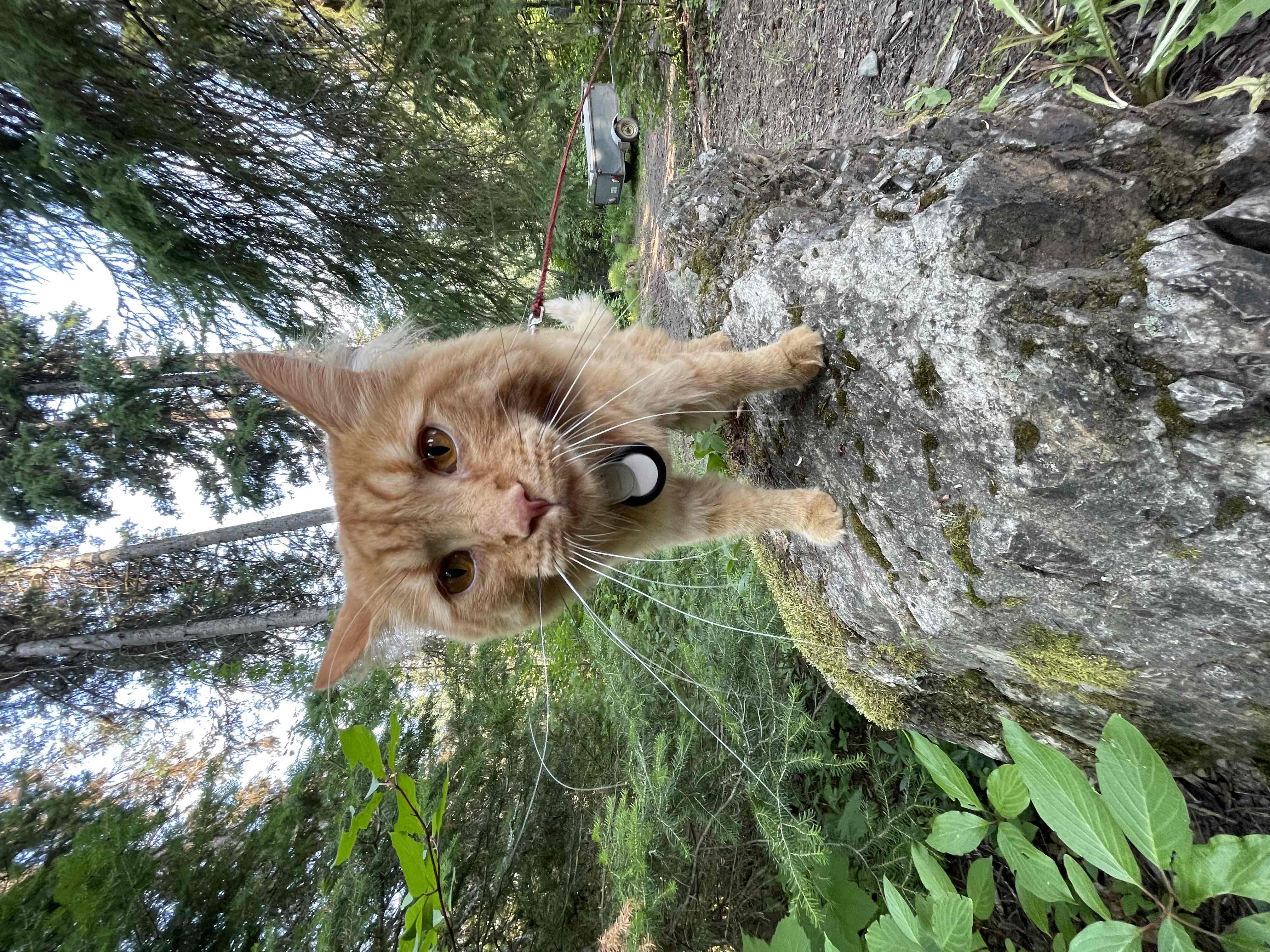 How I live cover photo collage