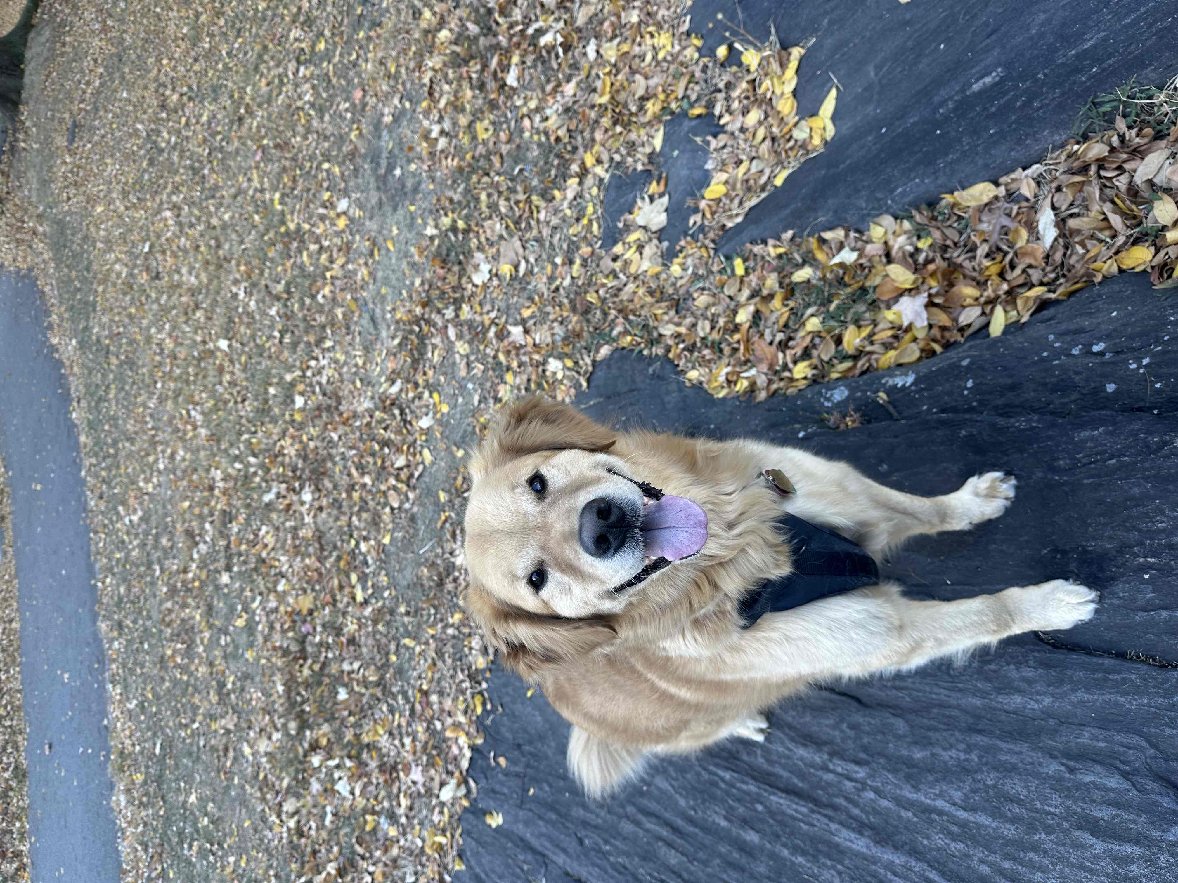 My Golden Retrievers' Favorites cover photo collage