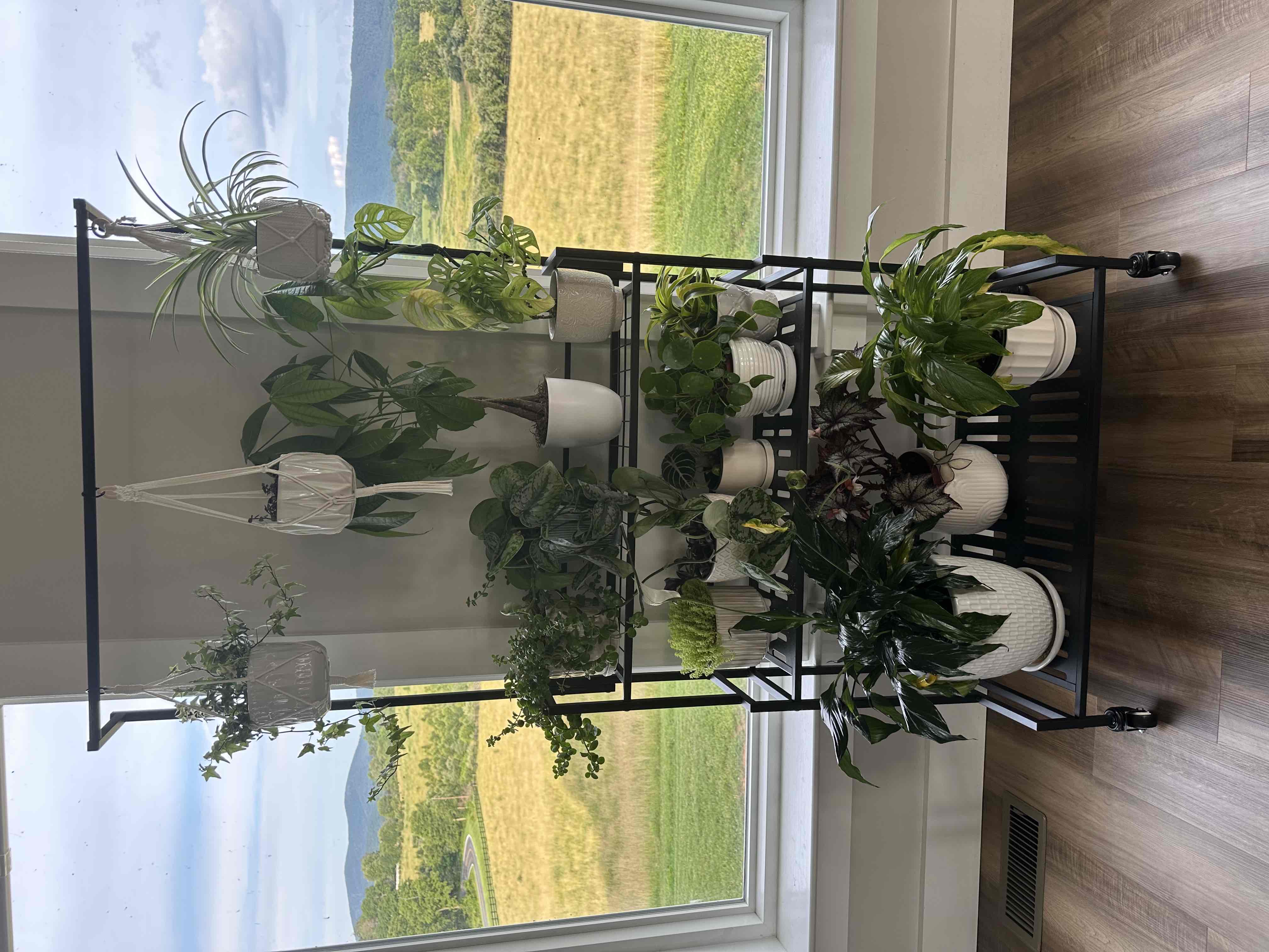 Plant Lady cover photo collage