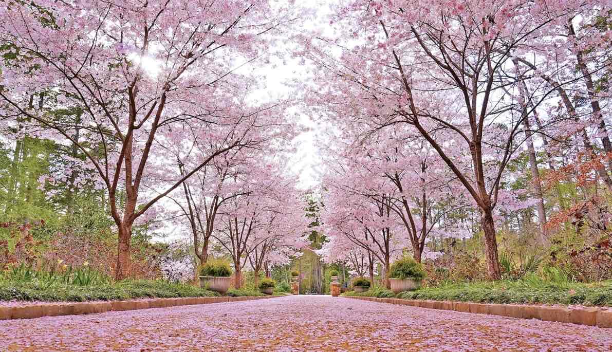 Top NC gardens to visit in the Spring 🌷🌸 cover photo collage