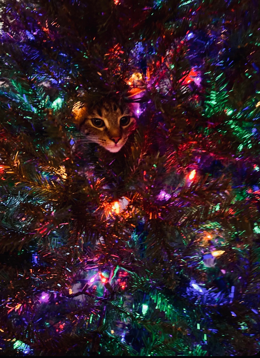 Christmas Gifts For Everyone! cover photo collage