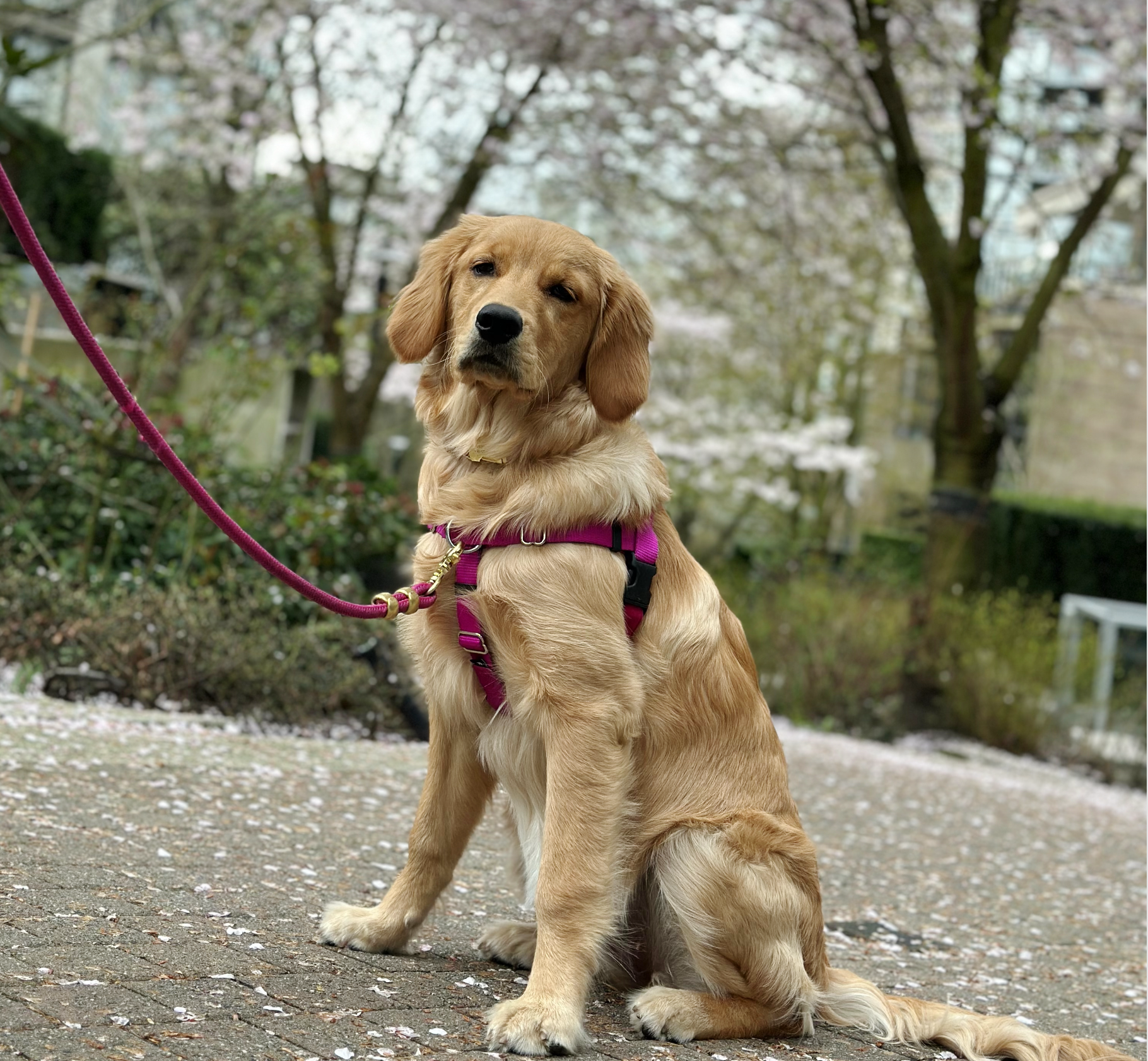 Puppy Essentials cover photo collage
