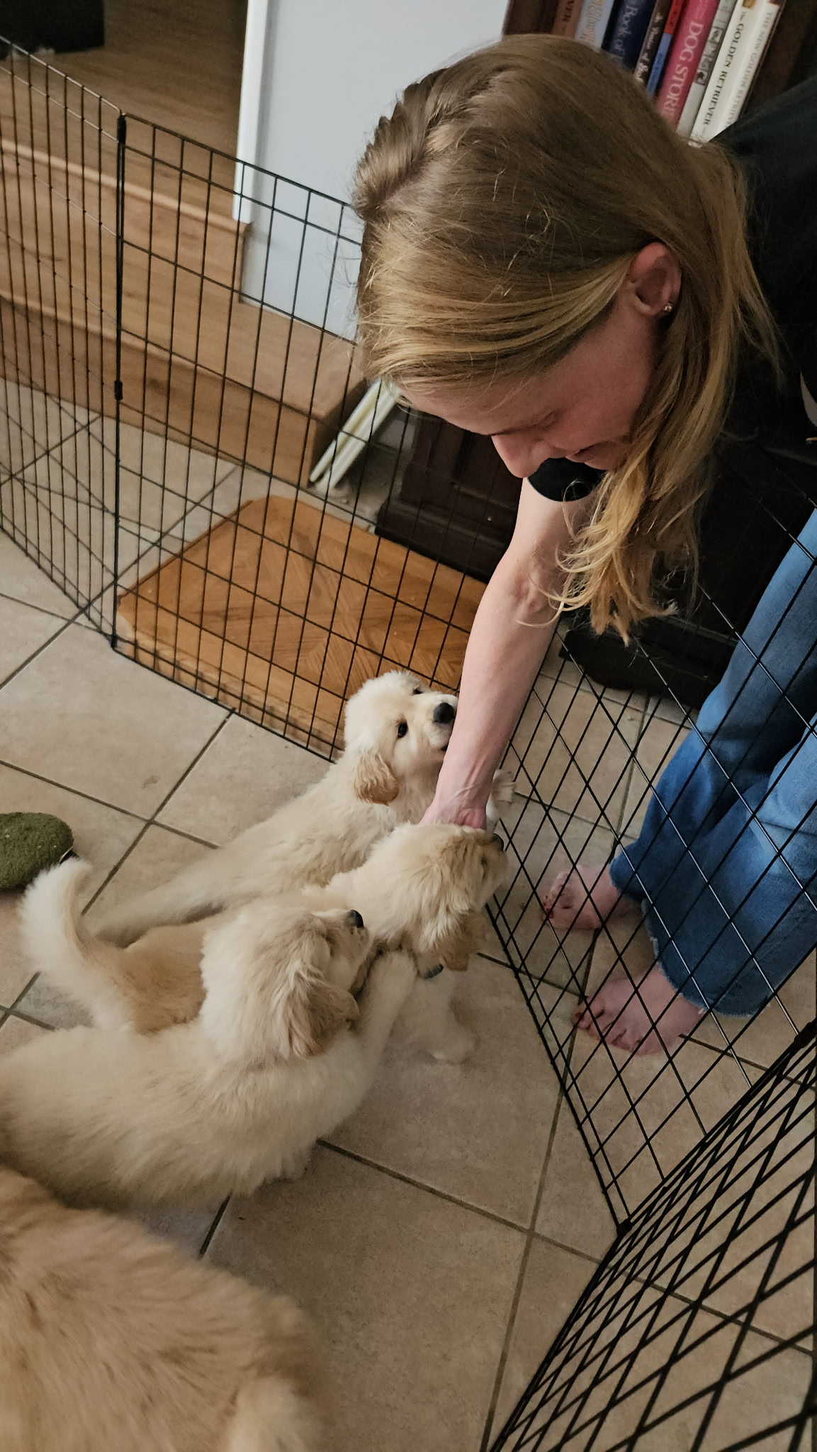 📋 Bringing a new puppy home? 🐶 Here's what you need. cover photo collage