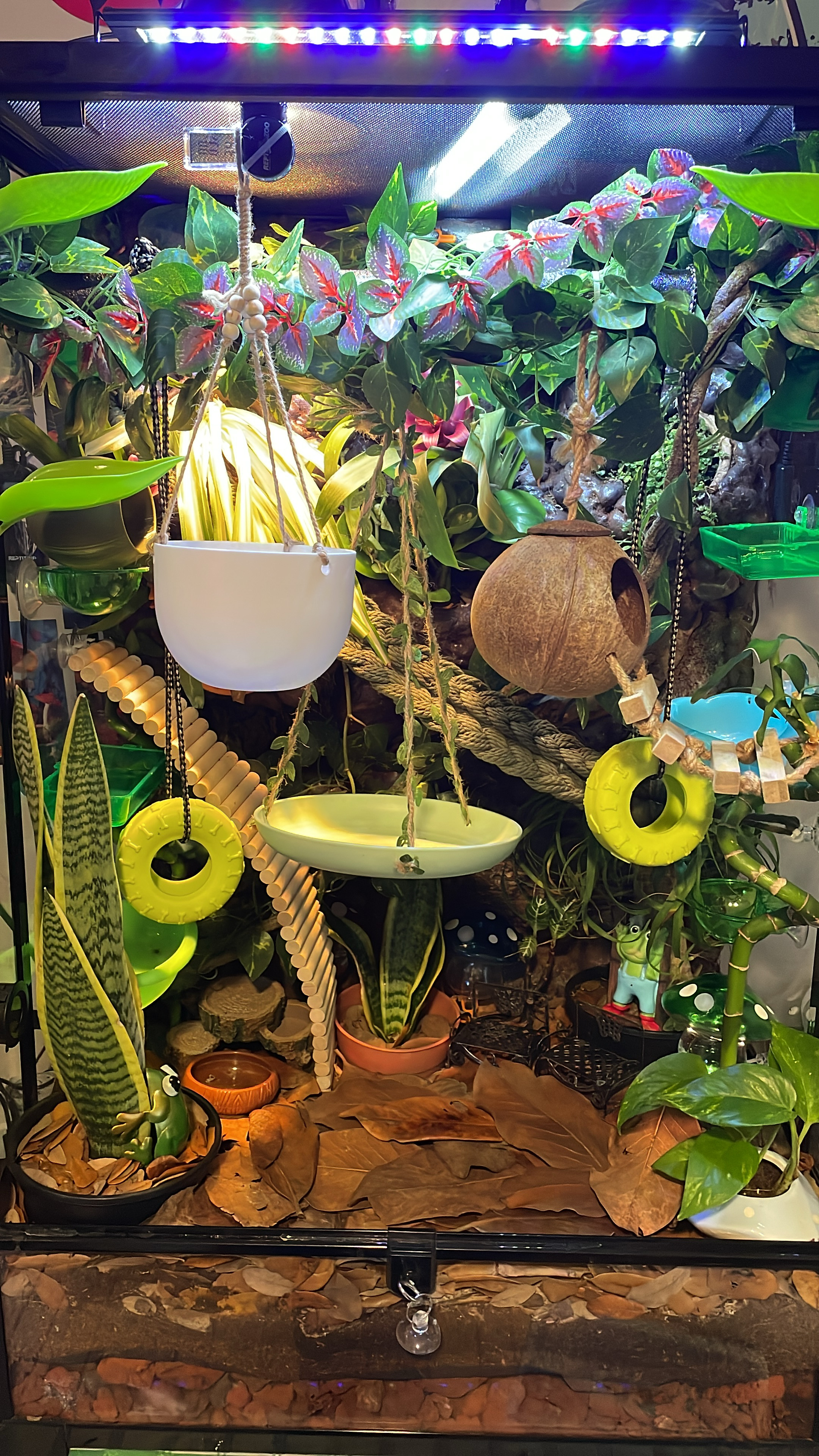 Terrarium Build cover photo collage