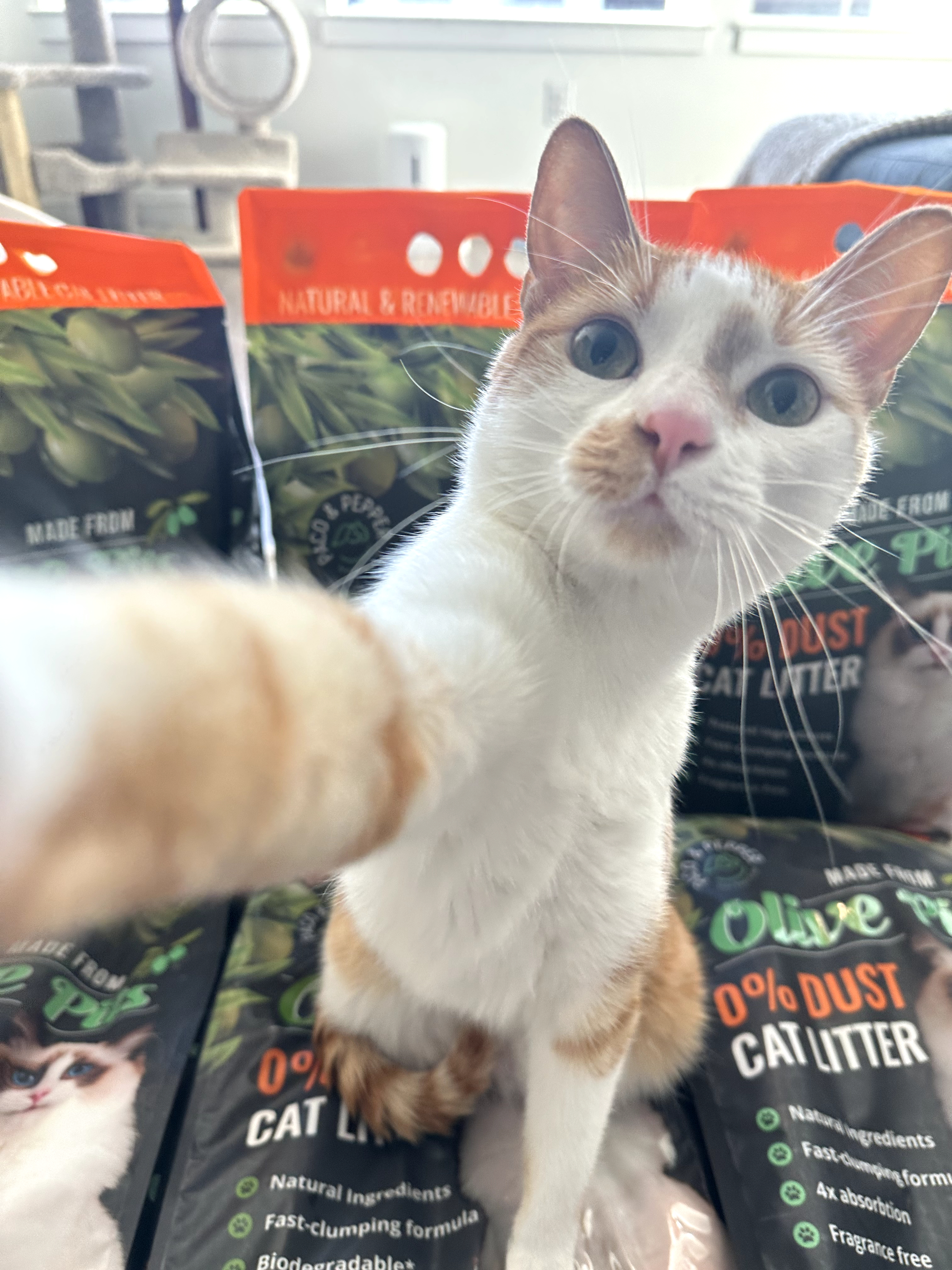 The Best Natural Cat Litter Options cover photo collage