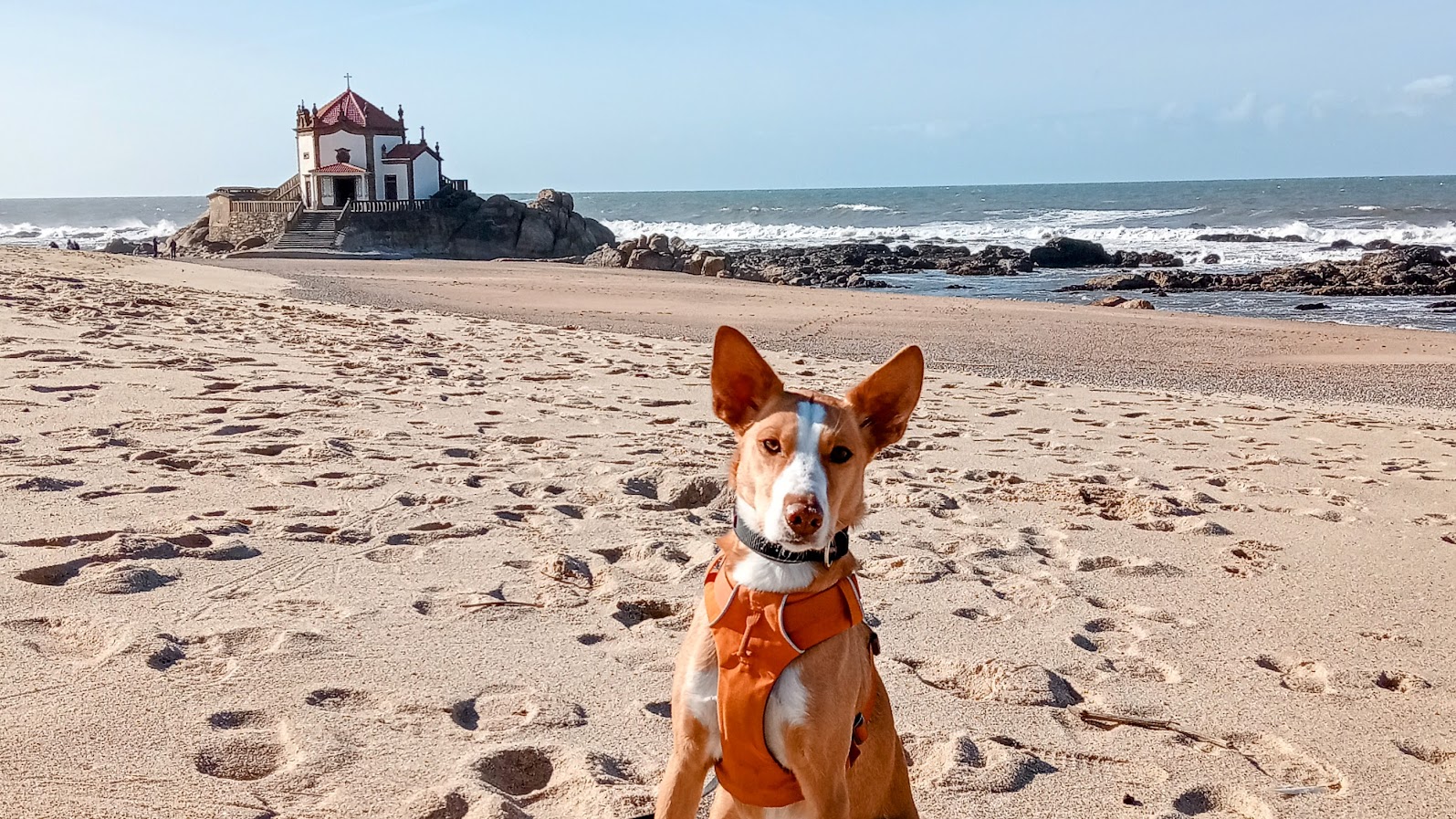 🐶 Essential Gear For Road Tripping With Your Dog cover photo collage