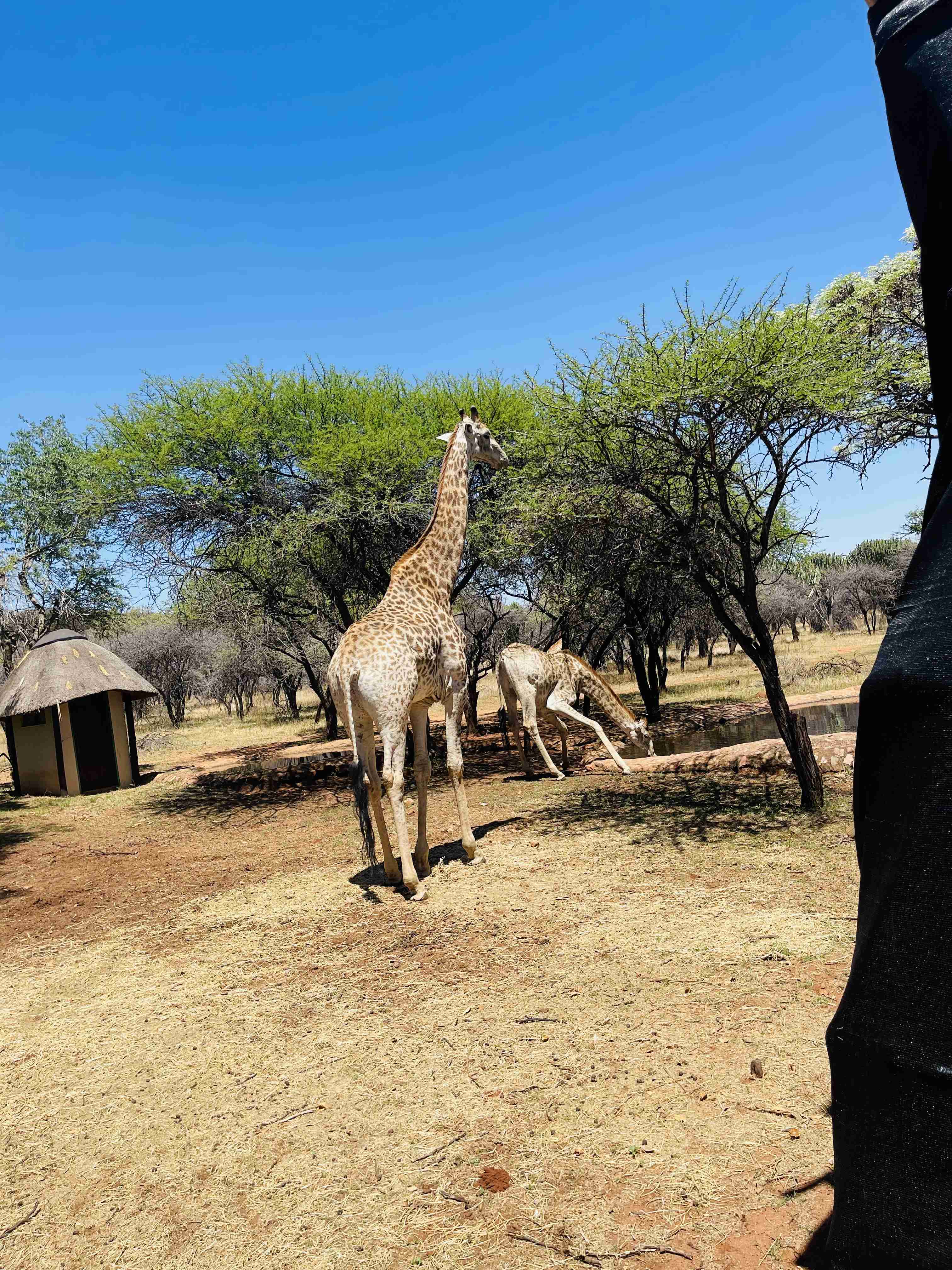 Pawsitively Thrilled On These Safari Adventure & Botanical Parks cover photo collage