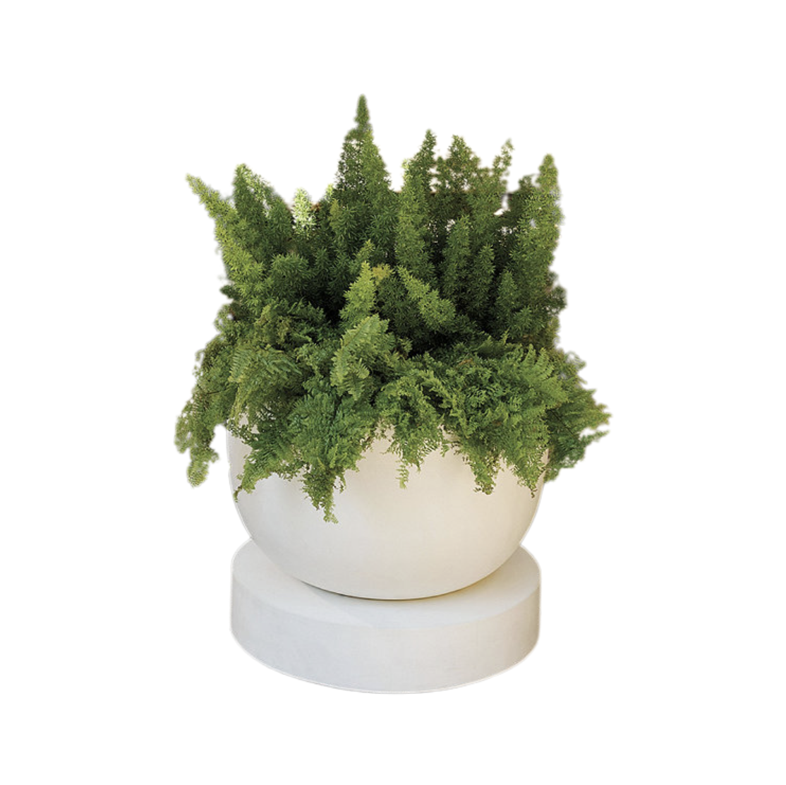 Prynn Planter with Saucer