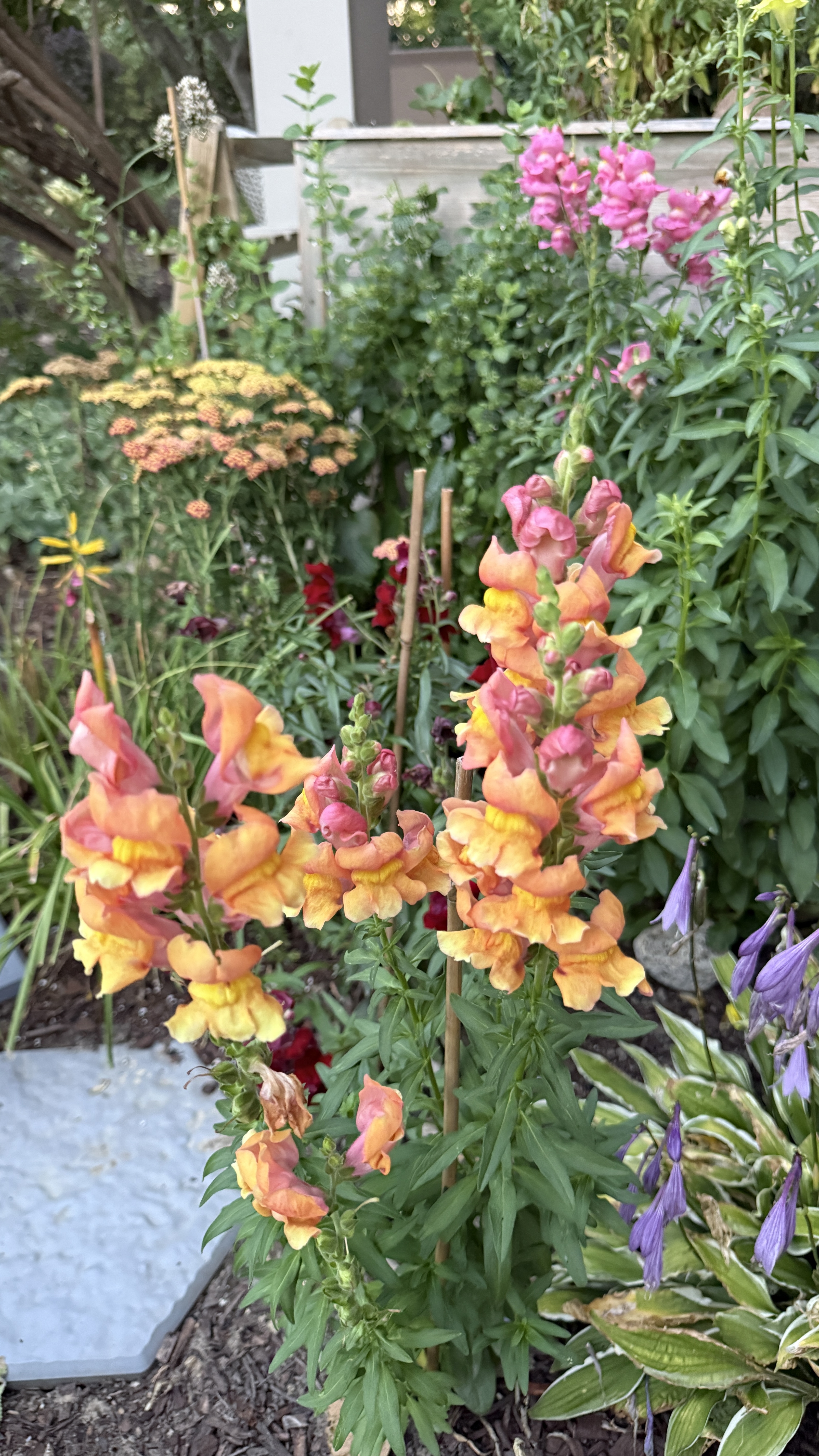 What you will find in my small, border, cottage flower garden. | 10 Fast-Growing Flowers Approved for Condo & HOA Borders cover photo collage