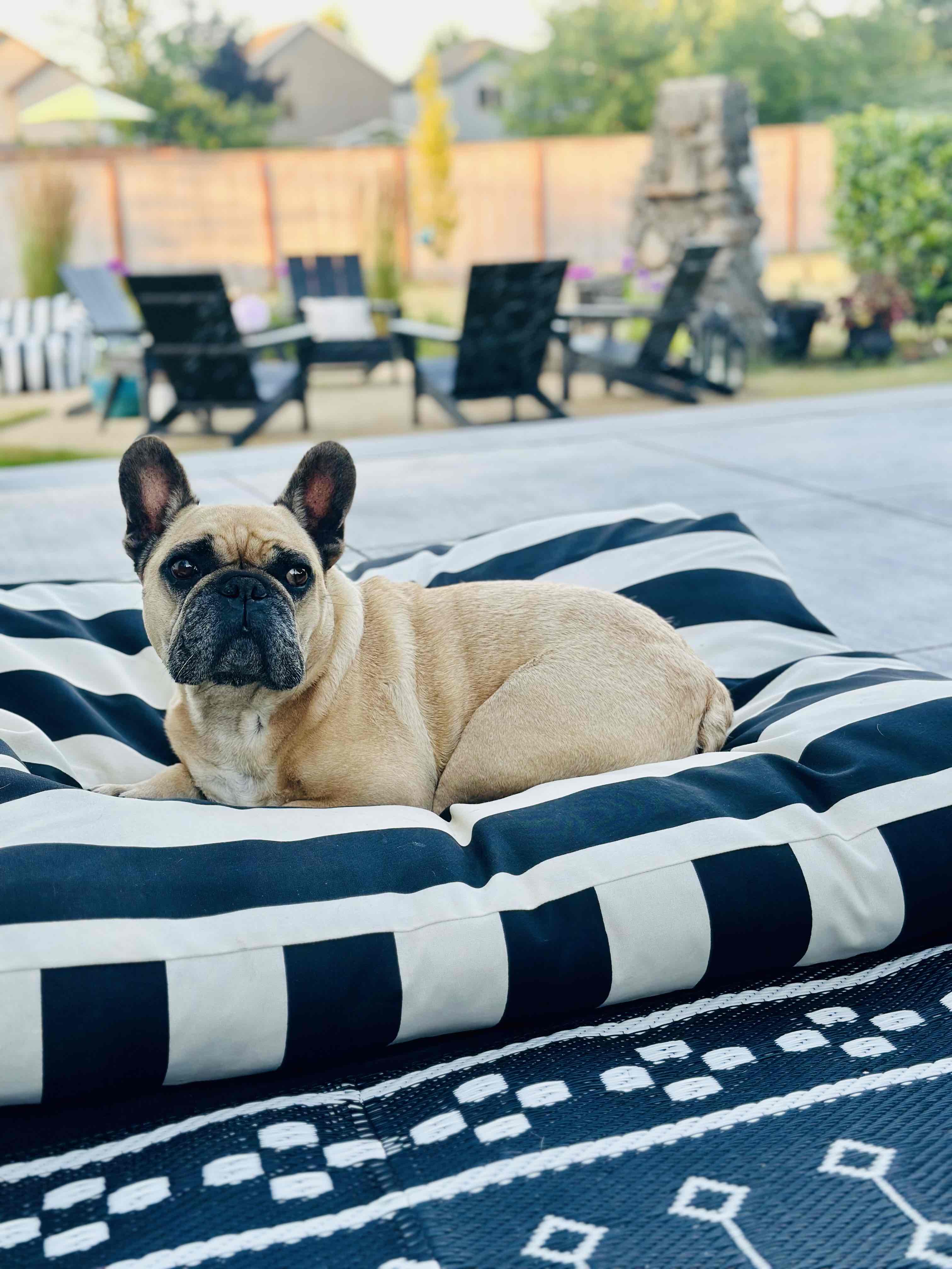 For the love of Frenchies, Dog Must Haves cover photo collage