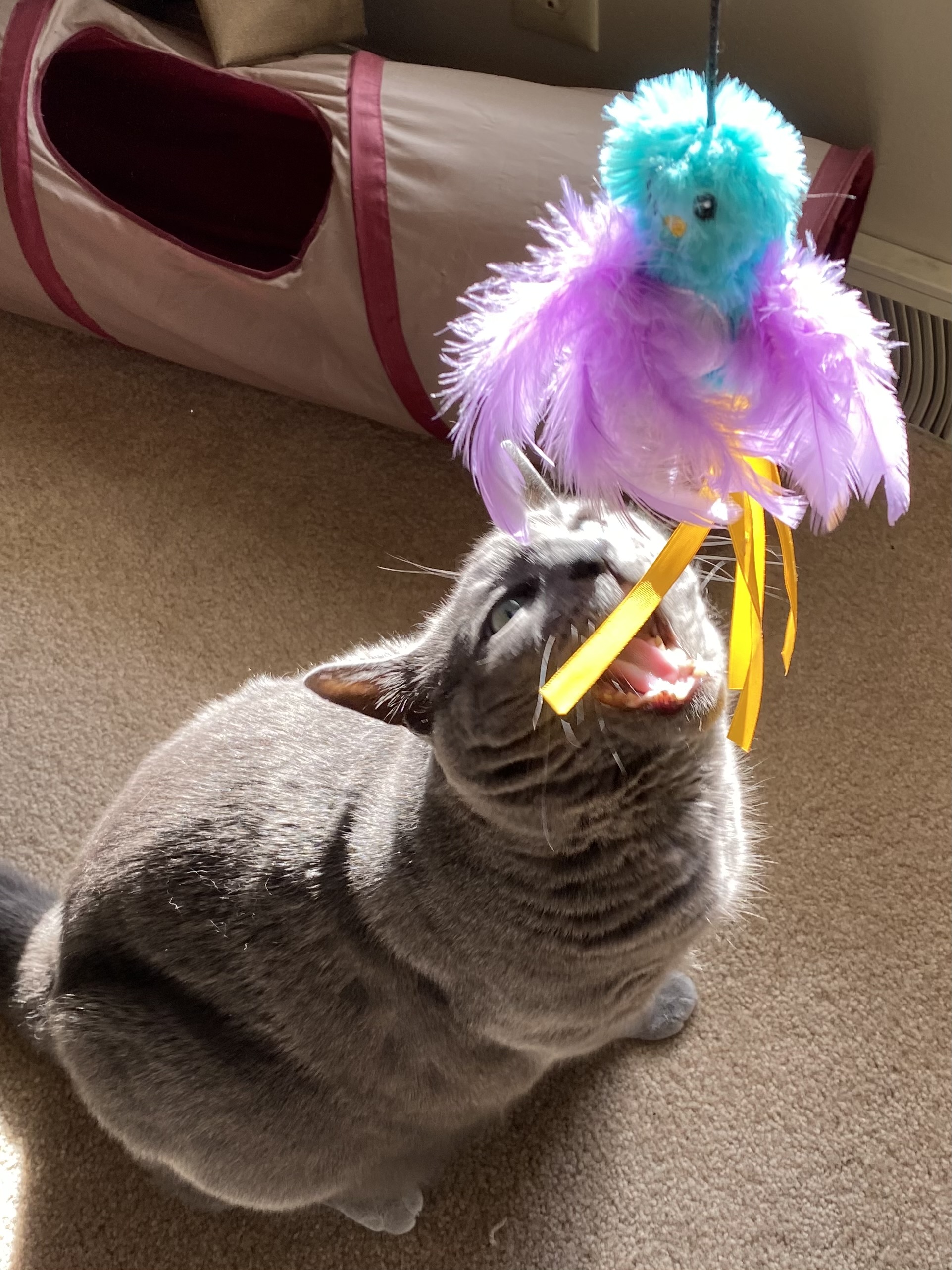 Cat Toys, Food & Treats That Are Always In Our Home cover photo collage