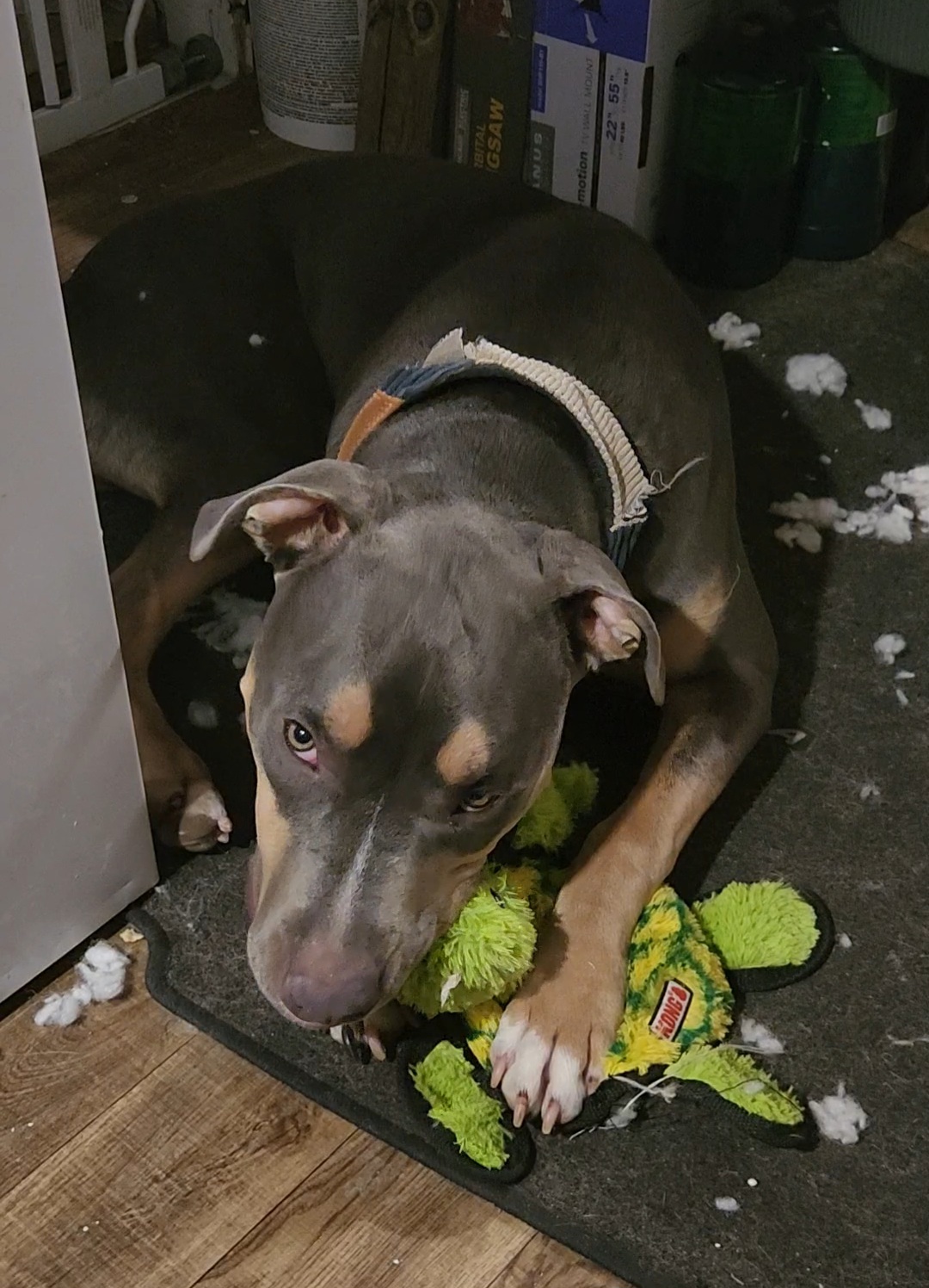 My Fur-ever Favorites: A collection by Orion the Tripawd (and His Mom) cover photo collage