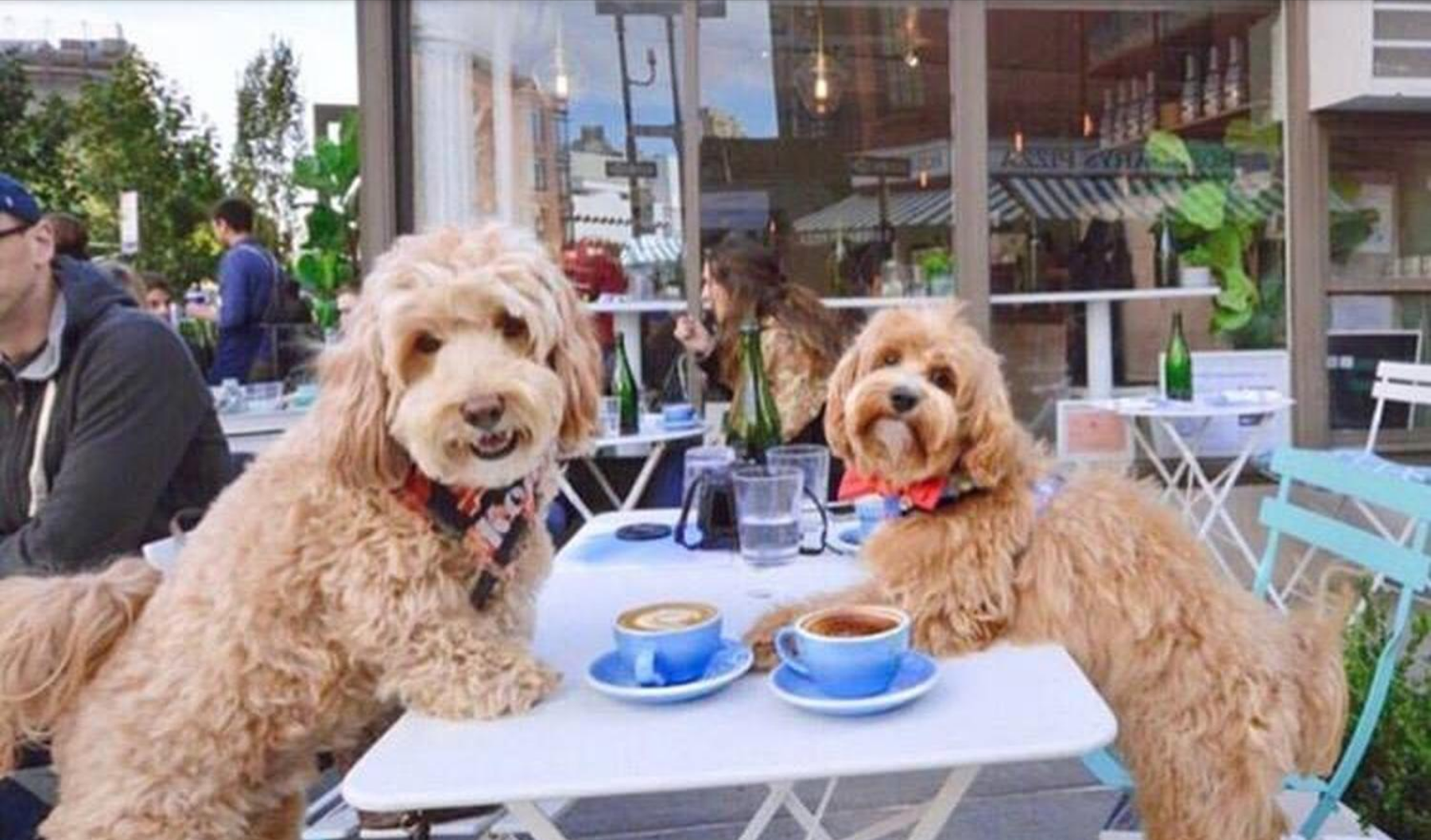 DC's Ultimate Guide to Dog-Friendly Restaurants & Bars (Corgi-Tested!) cover photo collage