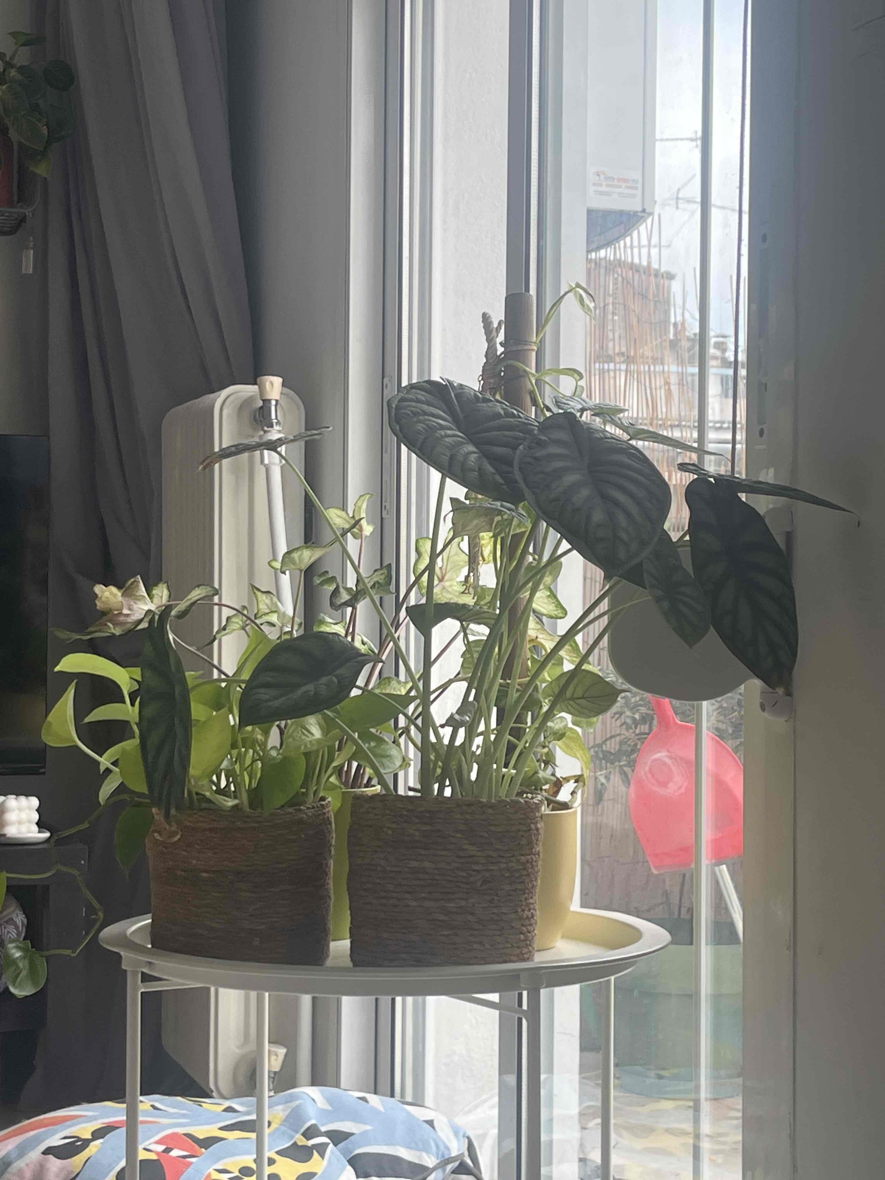 My little plant world 🌱 cover photo collage