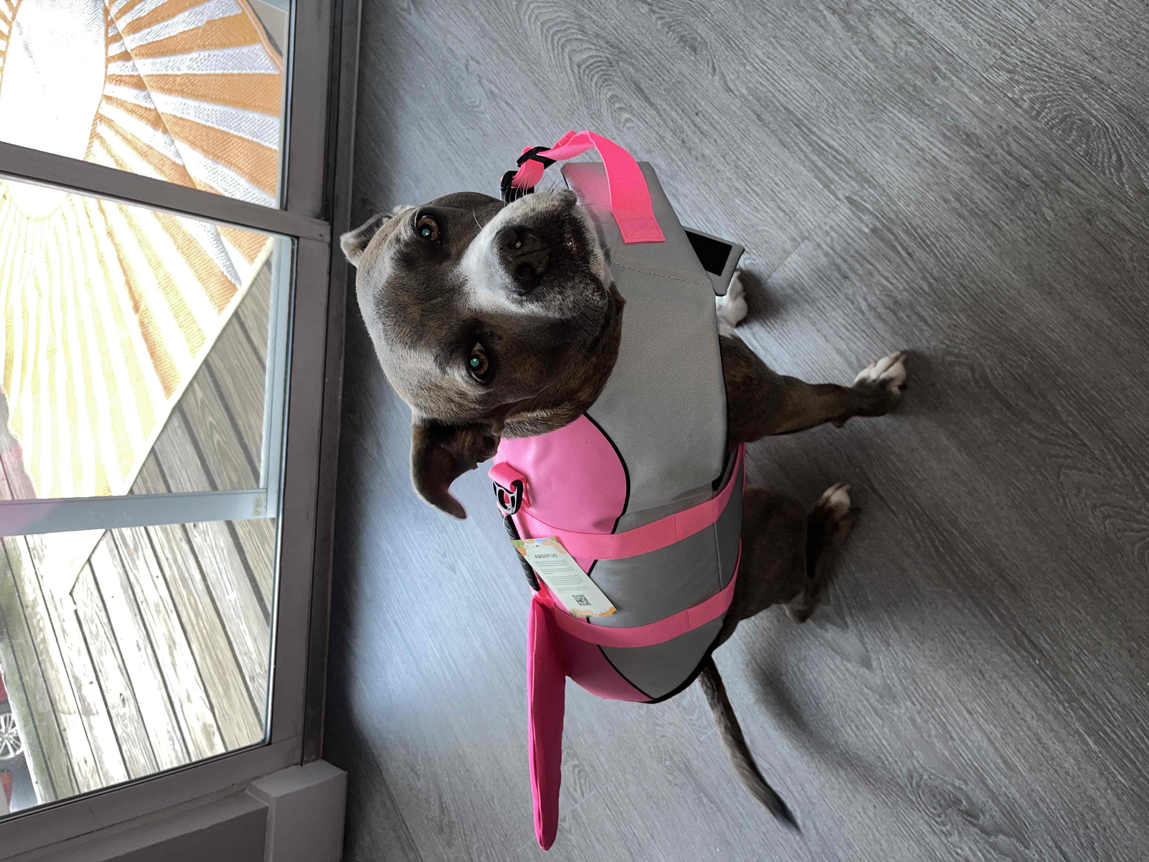 Dog Must Haves ✿ From a Girl Who Is Dog Obsessed 🐶 cover photo collage