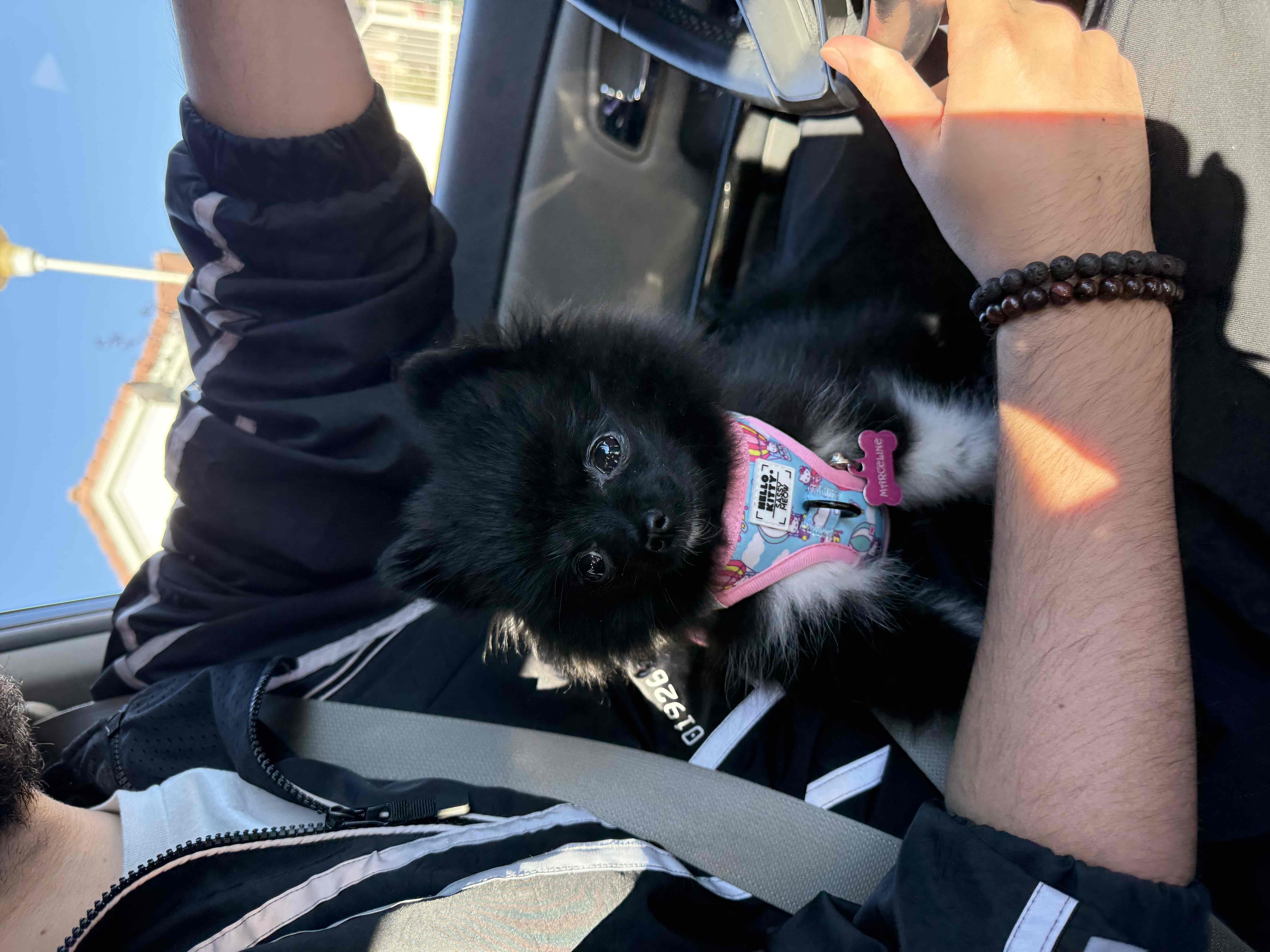 Pomeranian Puppy Necessities cover photo collage