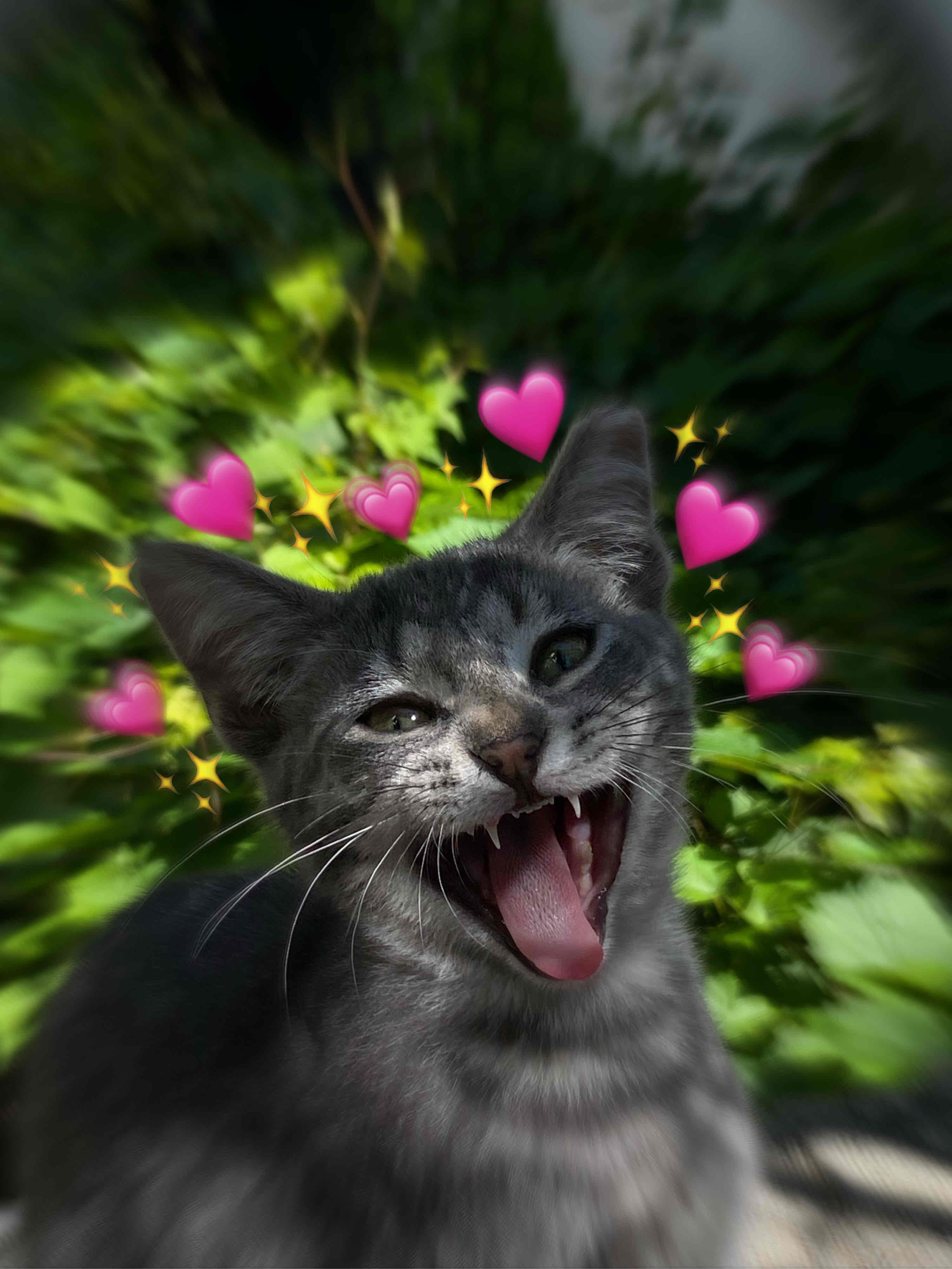 Cat parents unite 🐈🐈‍⬛ cover photo collage