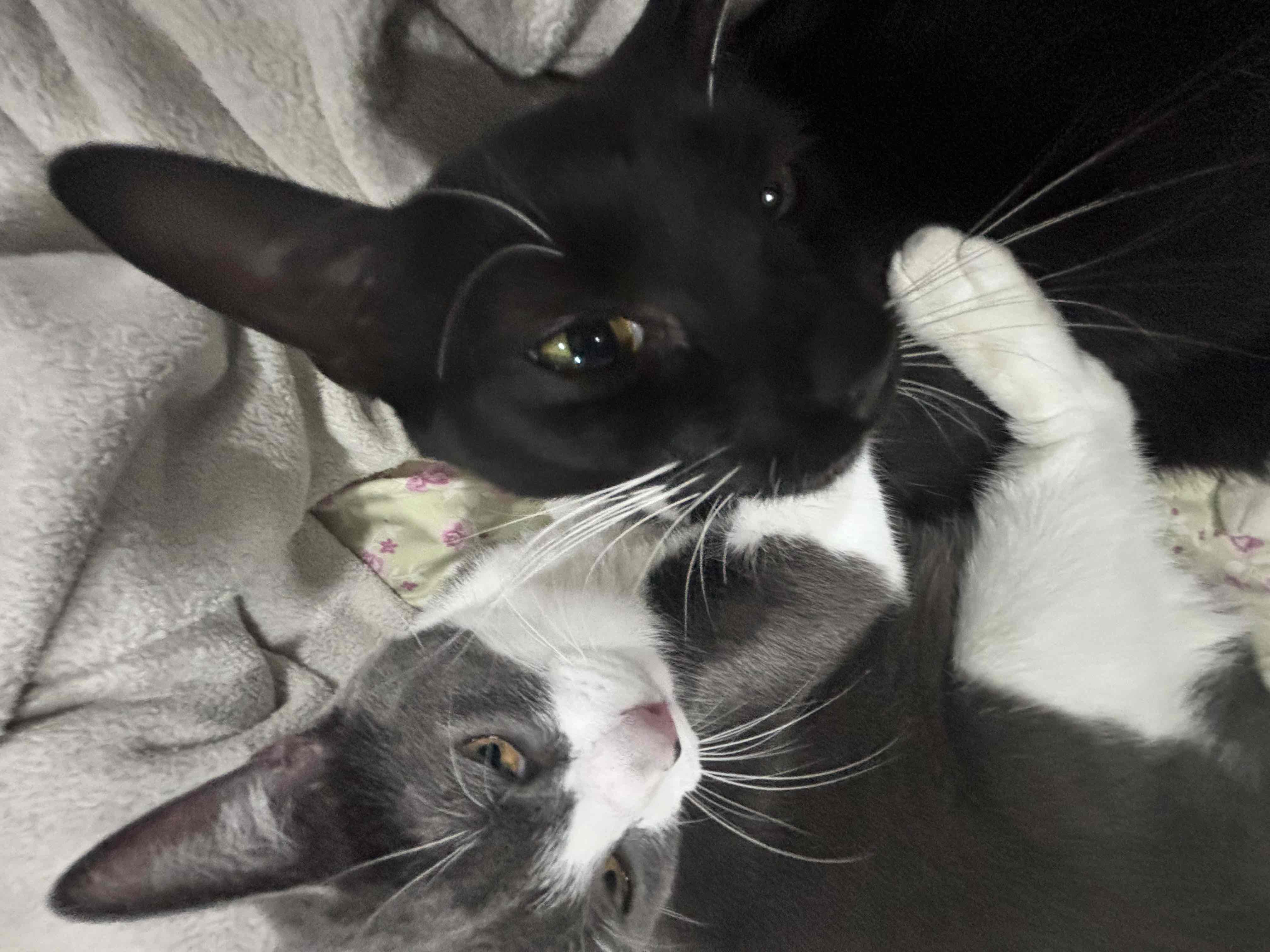 All things CATS 🐈 cover photo collage