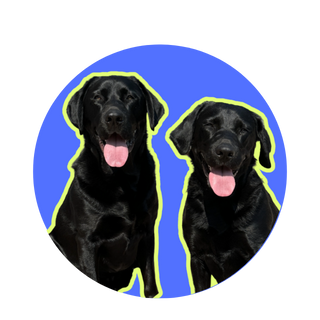 favorite dog tiktok accounts cover photo collage