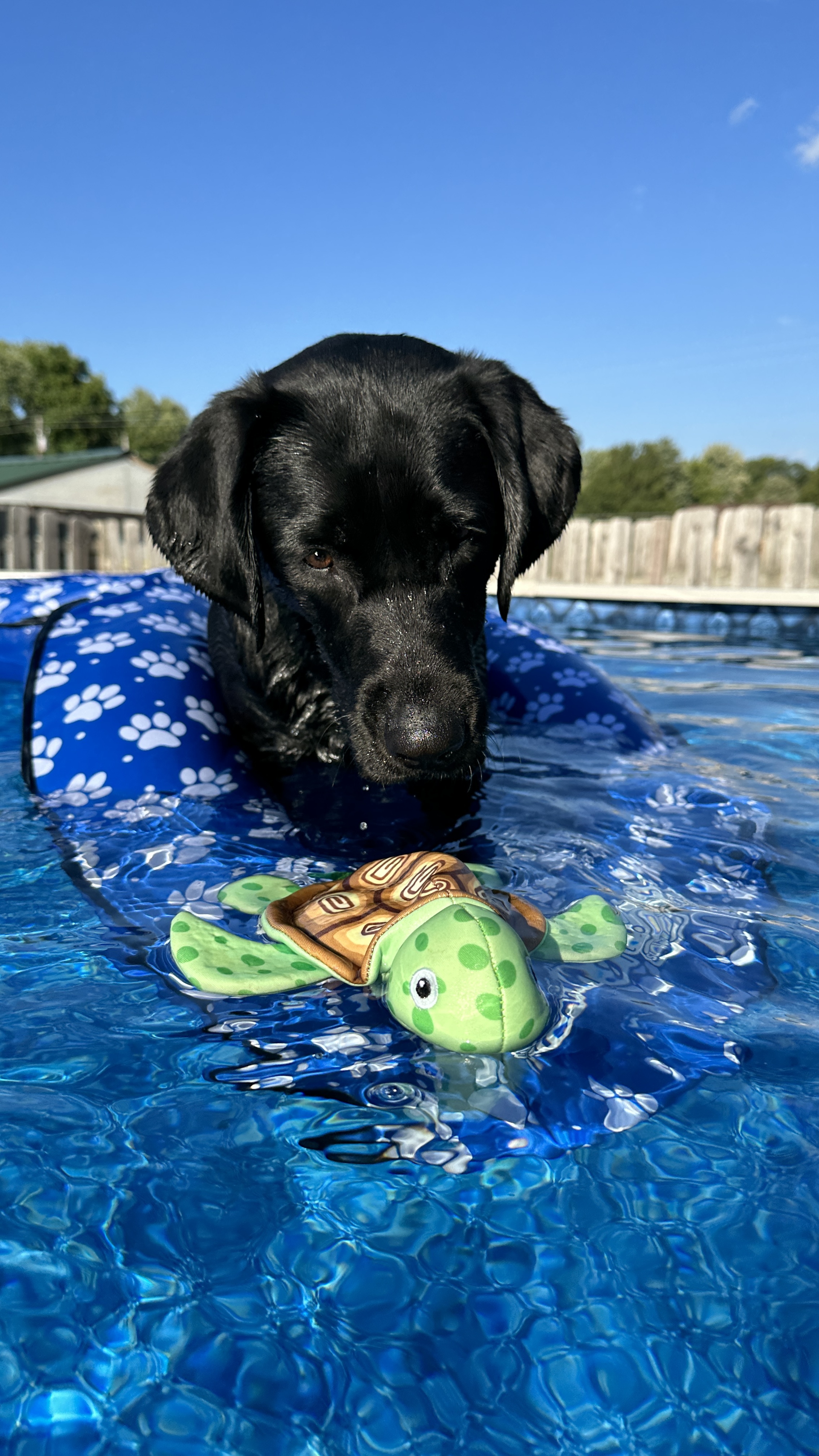 water dog must-haves! cover photo collage