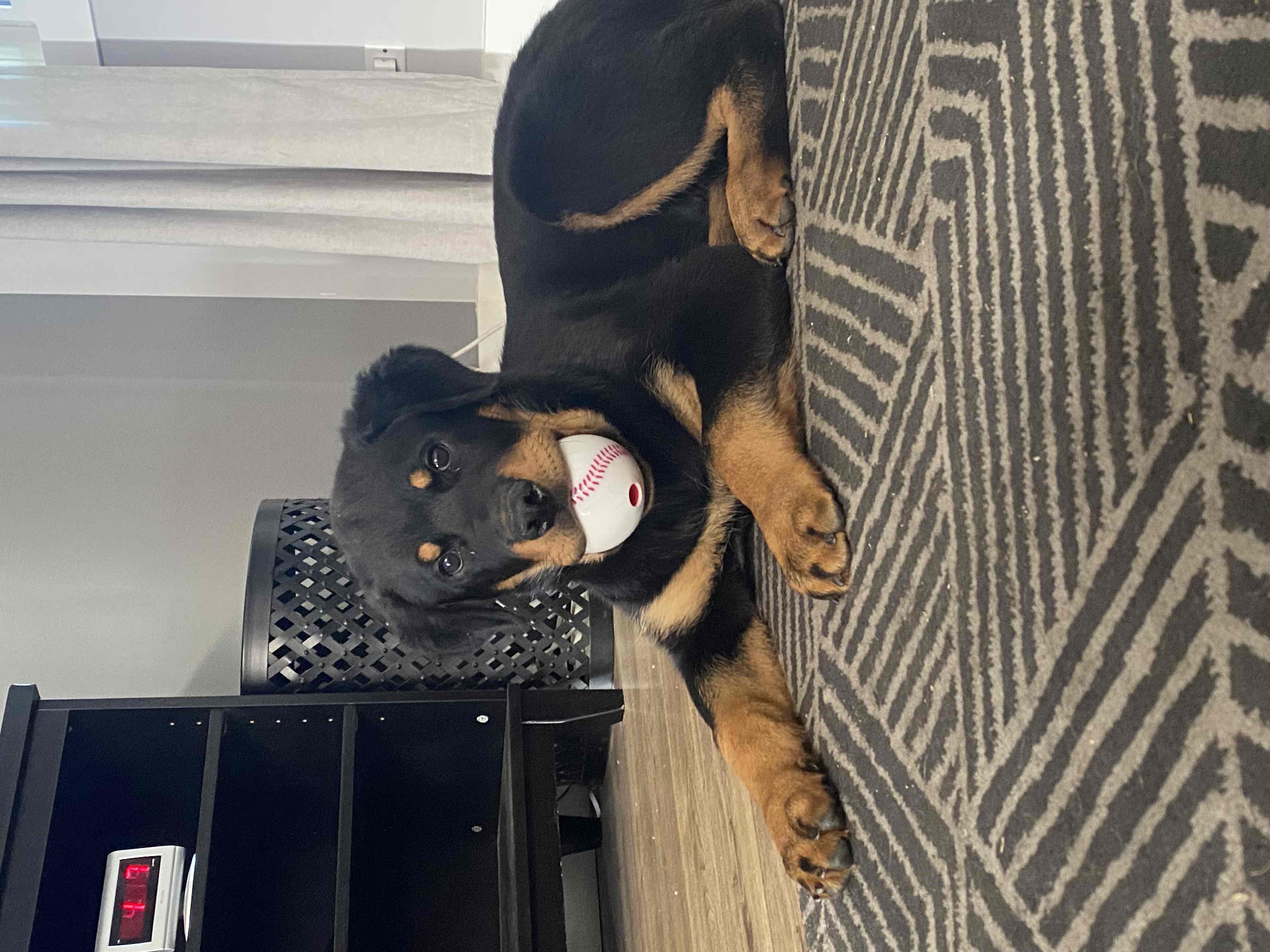 My Rottweilers favourite things cover photo collage