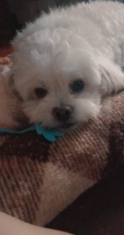 ​Pawsitively Perfect Finds cover photo collage