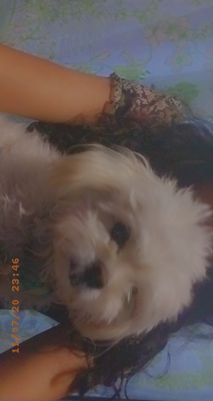 ​Pawsitively Perfect Finds cover photo collage