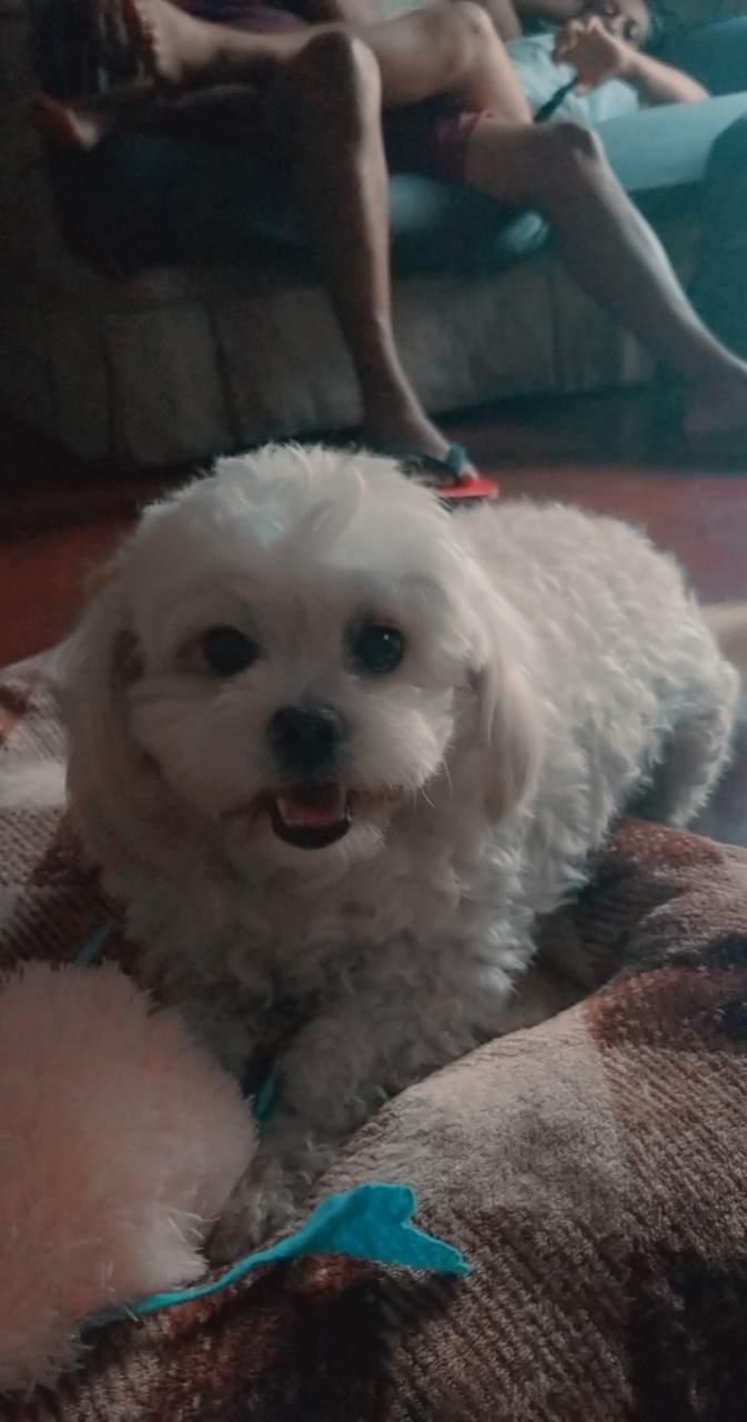 ​Pawsitively Perfect Finds cover photo collage