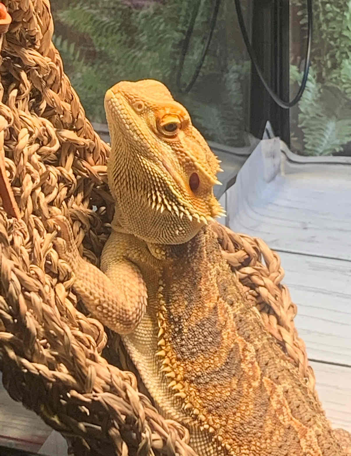 Bearded Dragon Must Haves cover photo collage
