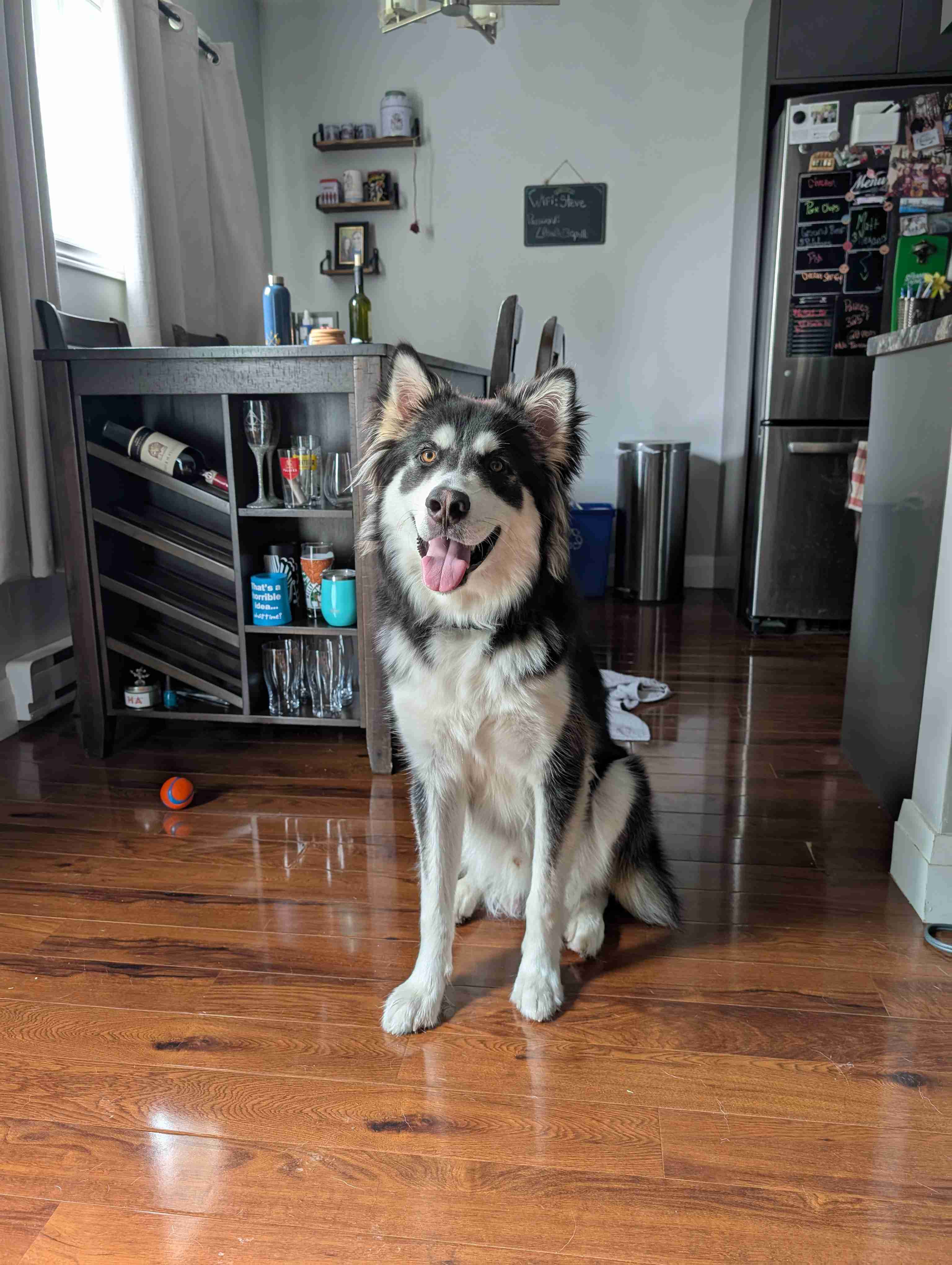 Thorfinn 's Favs 🐾🐶 cover photo collage