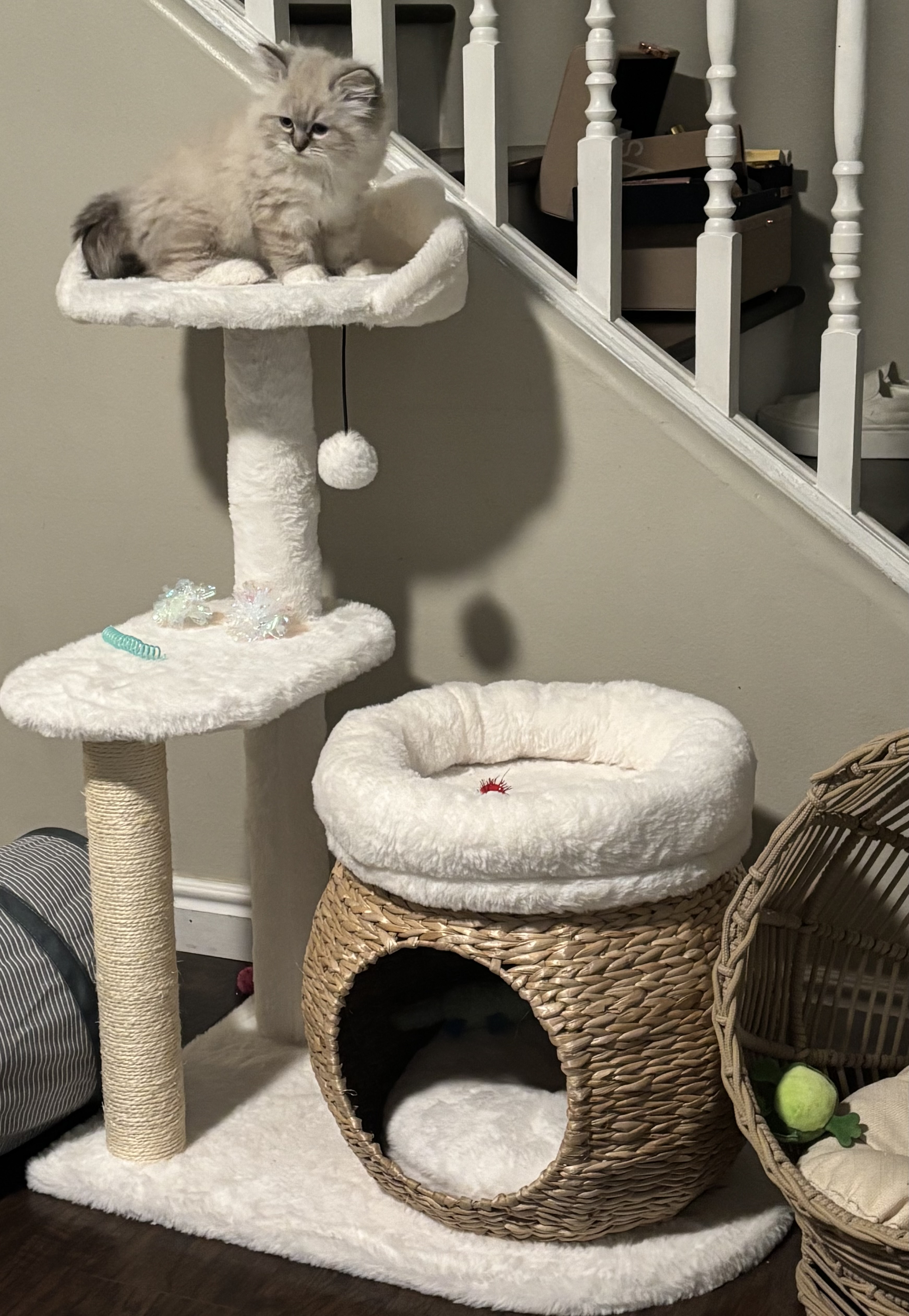 ✨🐾Elevated Cat Essentials🐾✨ cover photo collage