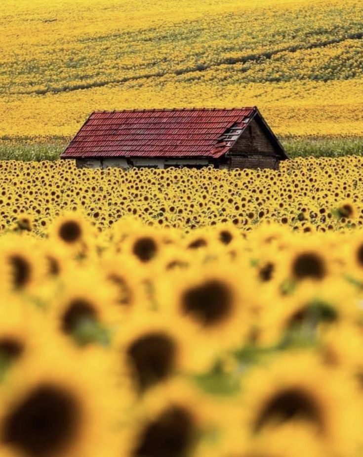 Top 15 Baranja Restaurants & Experiences: Authentic Slavonia Food Guide - Croatia cover photo collage